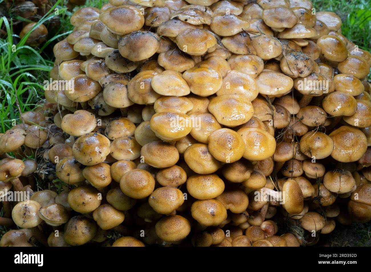 Funeral Bell fungi (Galerina marginata) also (Galerina autmnalis