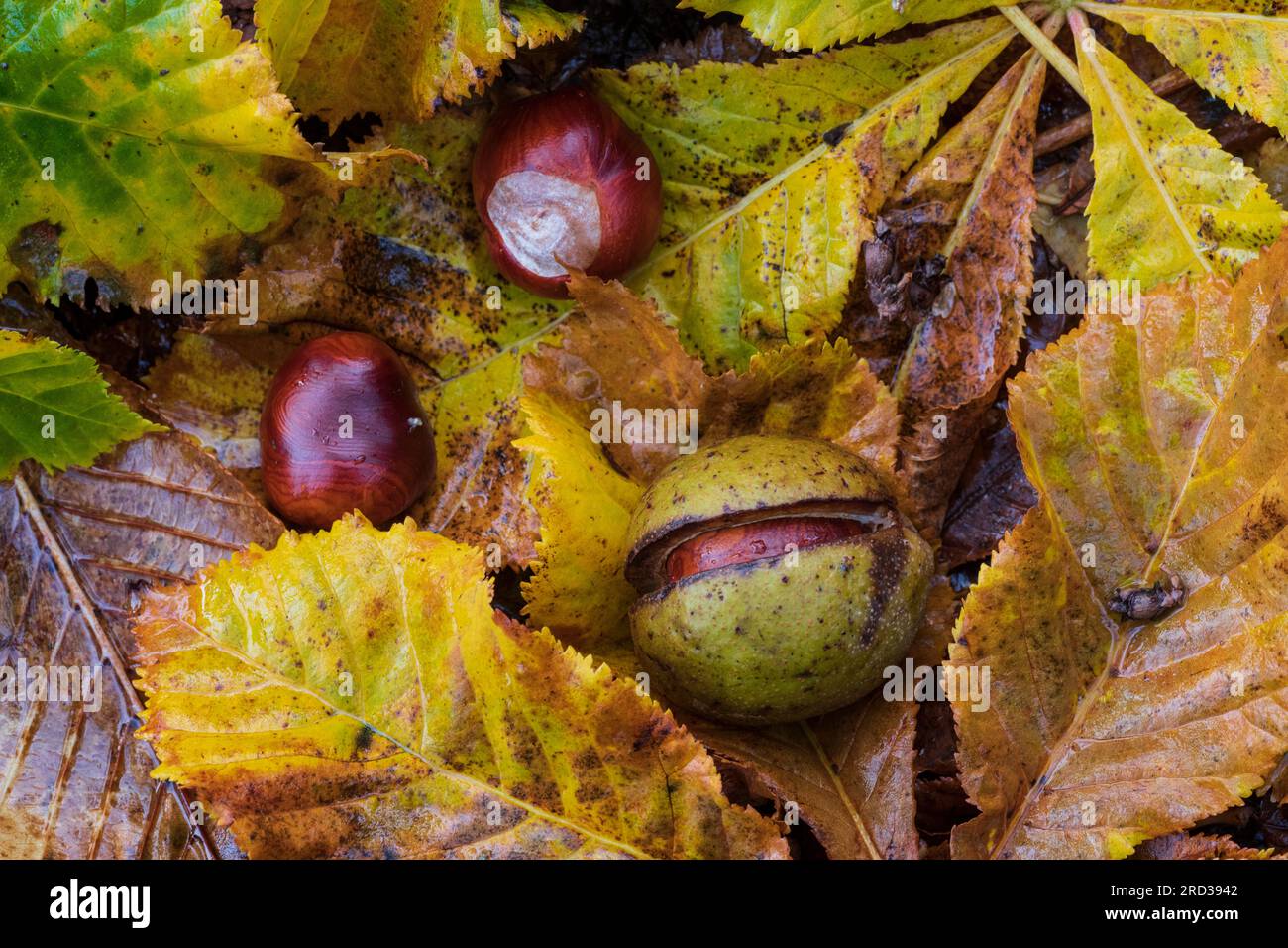 Horse-chestnut (Aesculus hippocastanum), fruits and fallen leaves Stock ...