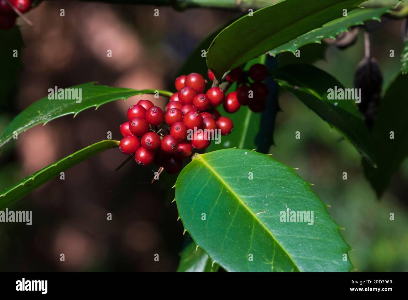Chestnut Leaf Holly Ilex × koehneana) aka (Ilex aquifolium 'Chestnut), berries Stock Photo
