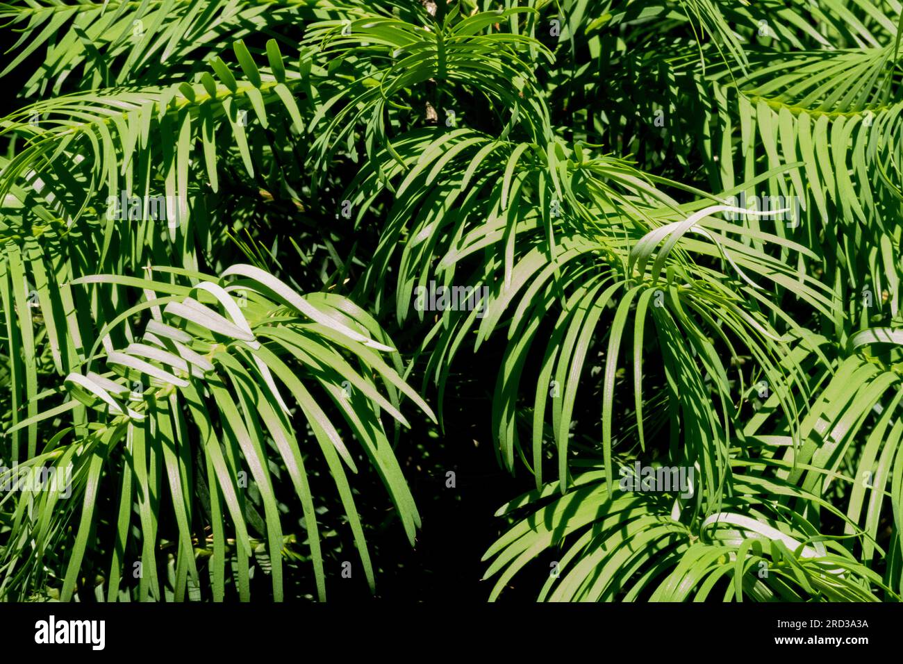 Wollemia, Foliage, Wollemia nobilis, Green, Living fossil, Wollemi Pine Stock Photo