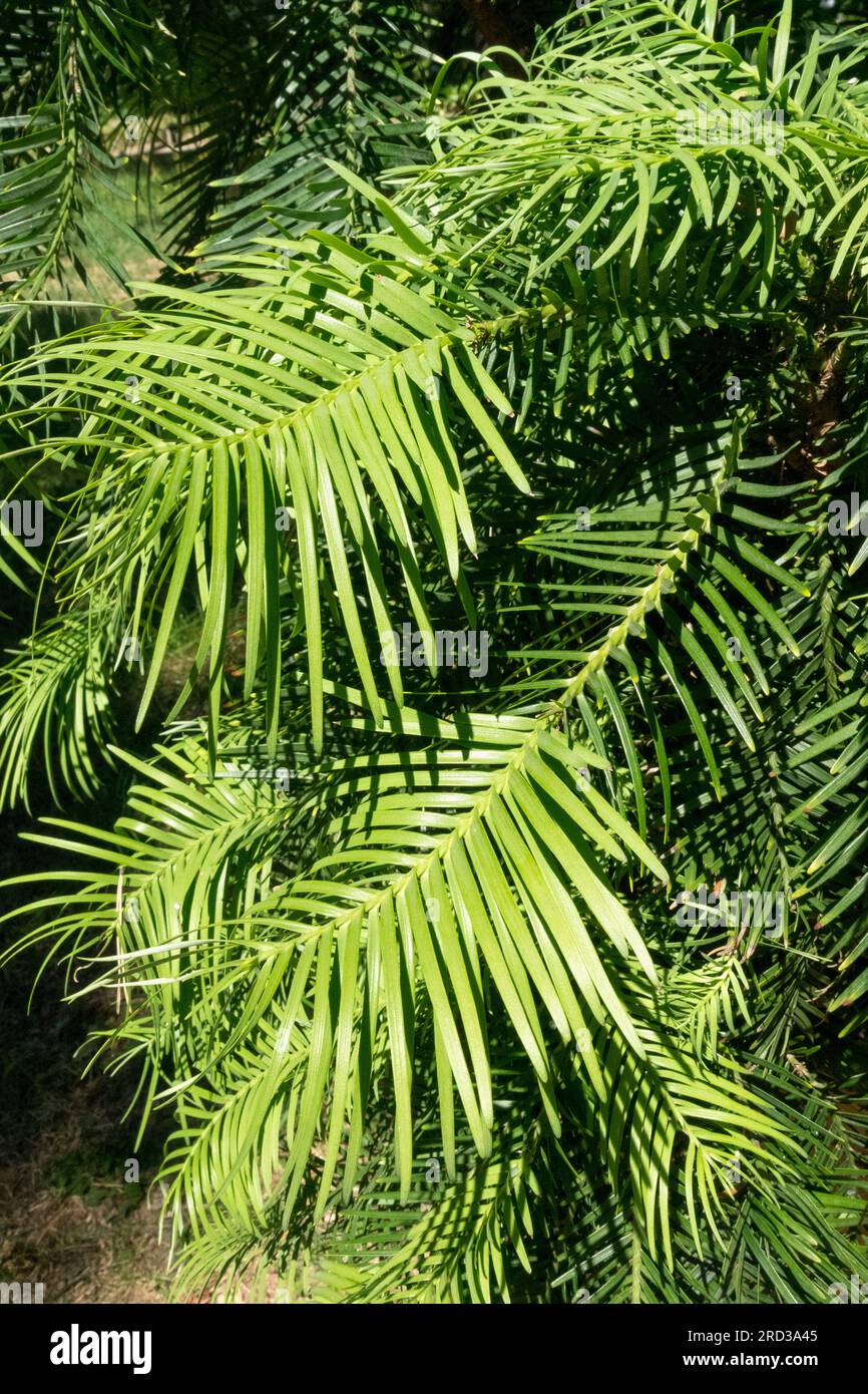 Wollemia, Foliage, Wollemia nobilis, Leaves, Araucariaceae, Australian tree, Living fossil, Tree, Australian, Wollemi Pine Stock Photo