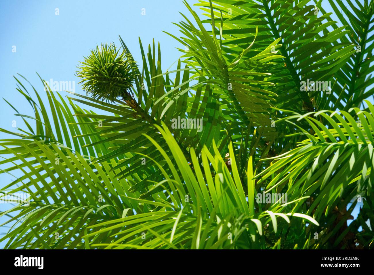 Endangered tree, Wollemia nobilis, Cone, Australian, Native, Tree, Wollemi Pine, Living fossil Stock Photo