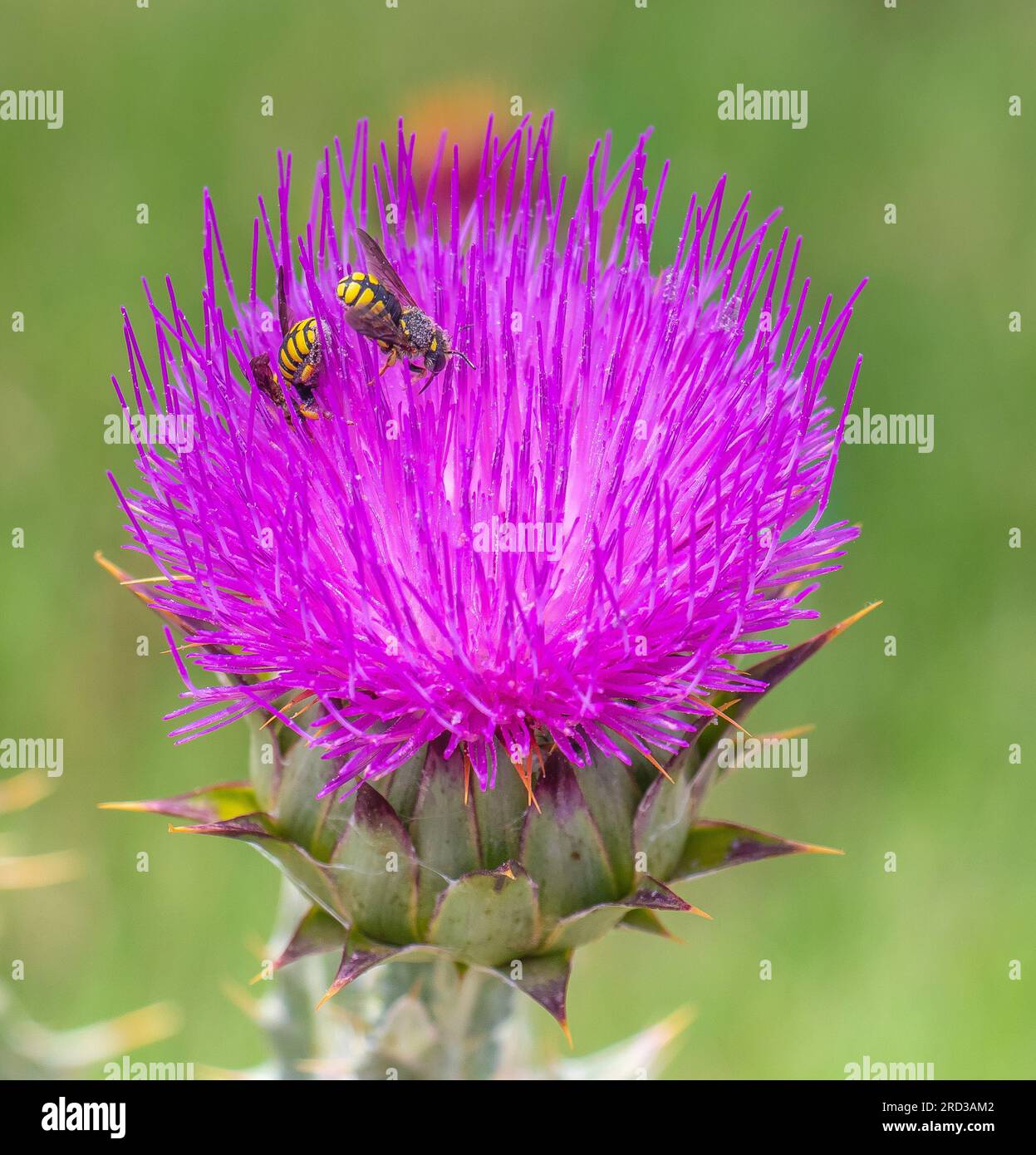 Buzzing Duo: Two Bees on Milk Thistle Plant Stock Photo