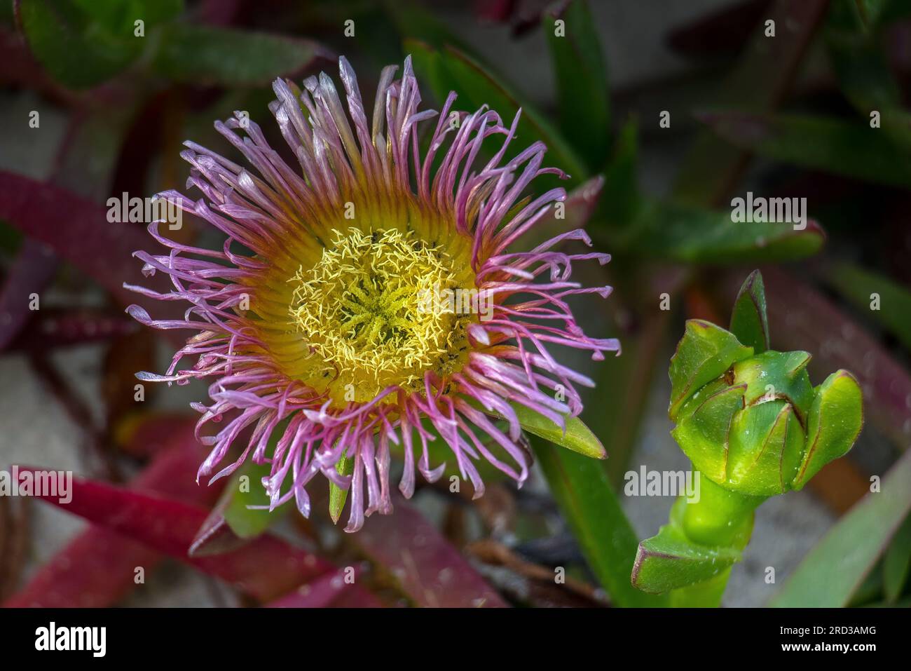 Wild Embry Mesembryanthemum: Botanical Beauty in the Wild Stock Photo - Alamy