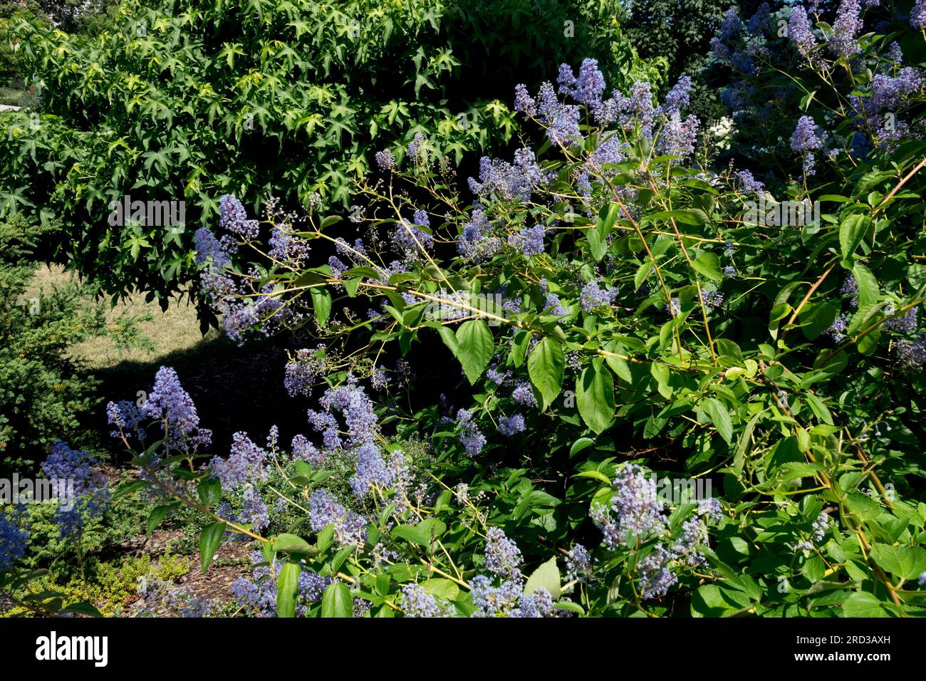 Ceanothus x delilianus,Ceanothus 'Gloire de Versailles' Flowering, Border, Garden Stock Photo
