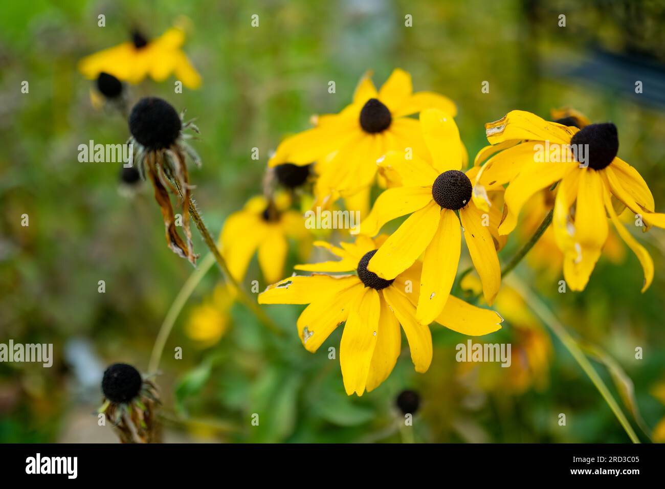 Fall Rudbeckia Bright yellow flowers of rudbeckia, commonly known as coneflowers or ...