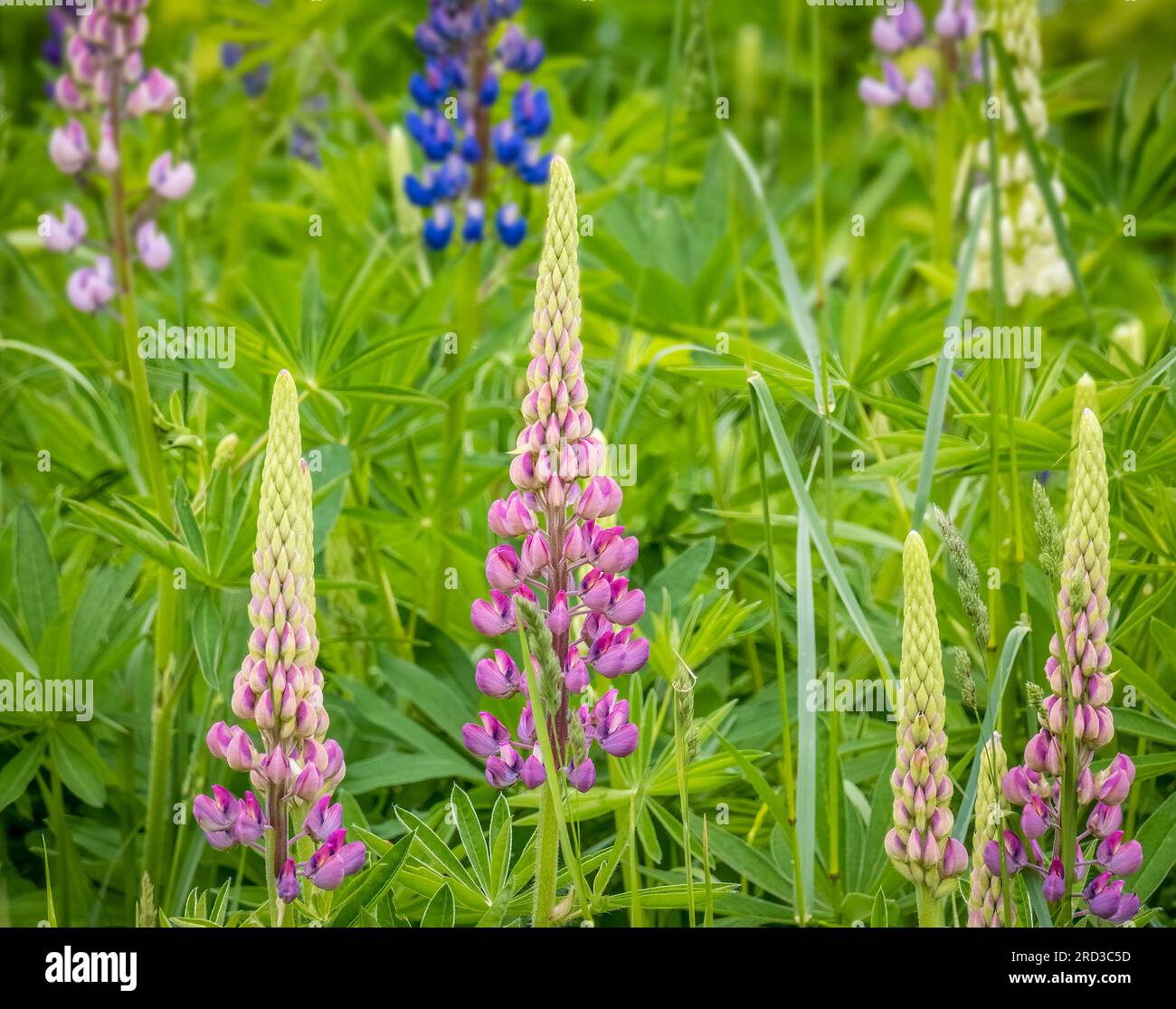 Lupinus, commonly known as lupin, lupine, or regionally bluebonnet growing along the road on the Upper Peninsula of Michigan USA Stock Photo