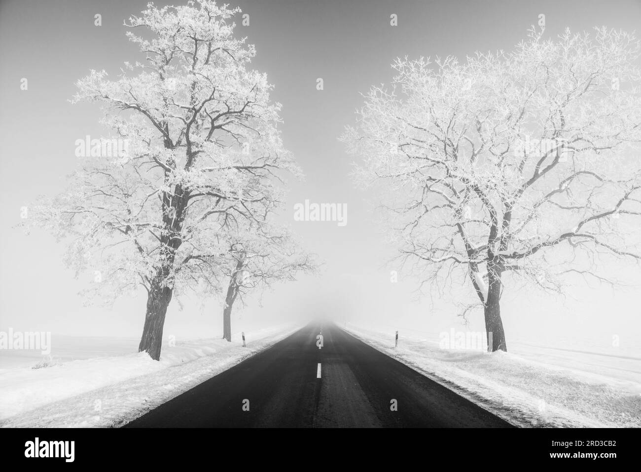 two trees by the road symmetrically, in foggy, snowy winter weather. black and white image Stock