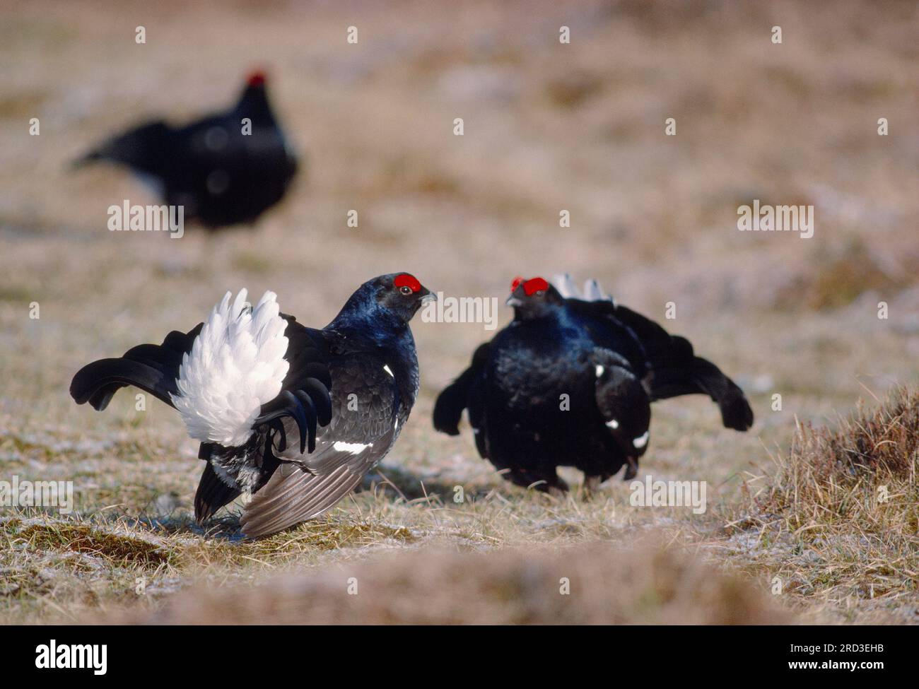 Black Grouse (Tetrao tetrix) two male birds displaying in early morning a lek site in spring, Deeside, Cairngorms National Park, Scotland, April 1987 Stock Photo