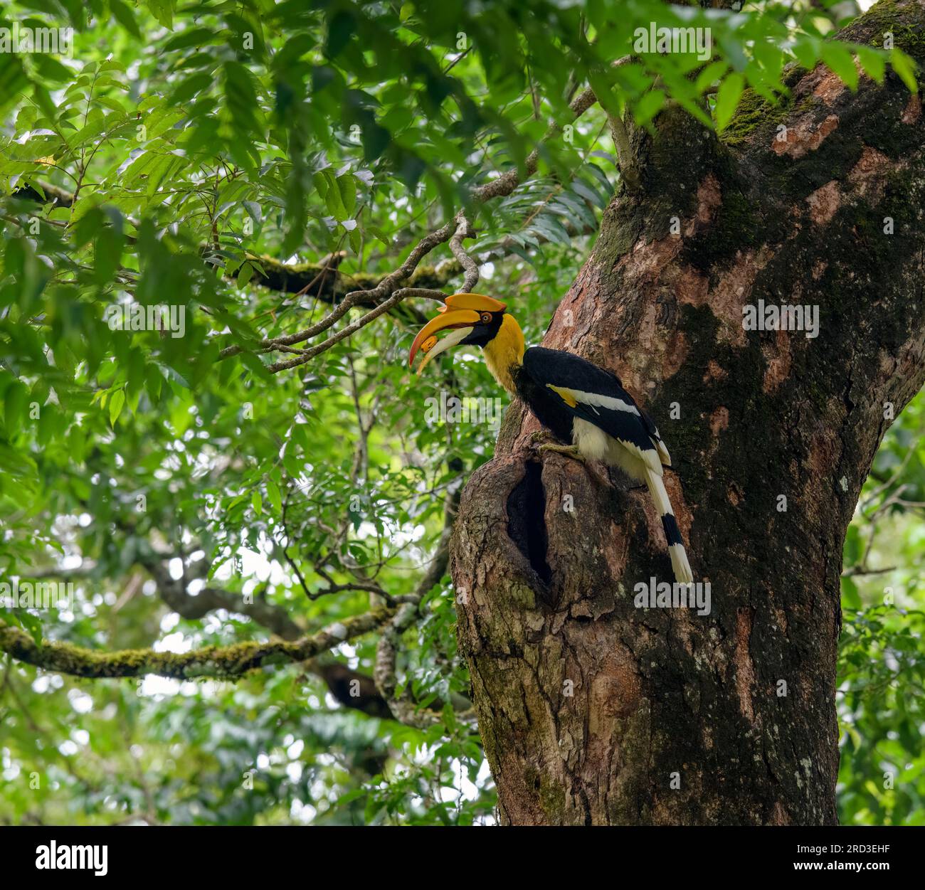 Explore the Enchanting Great Indian Hornbill: Nesting and Feeding 