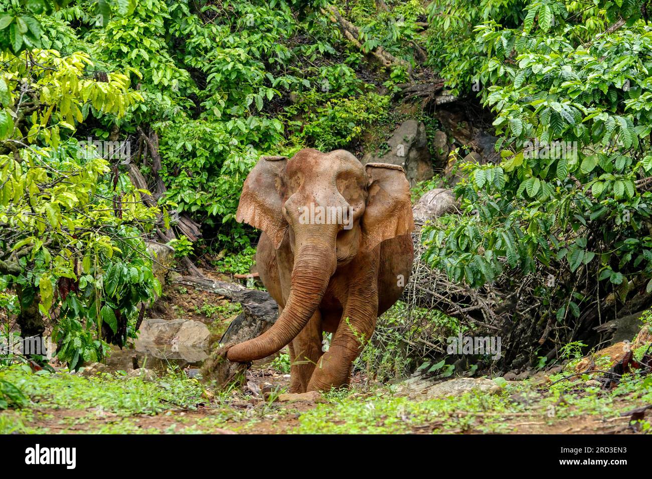 Behold the enchanting sight of an Indian elephant gracefully traversing 