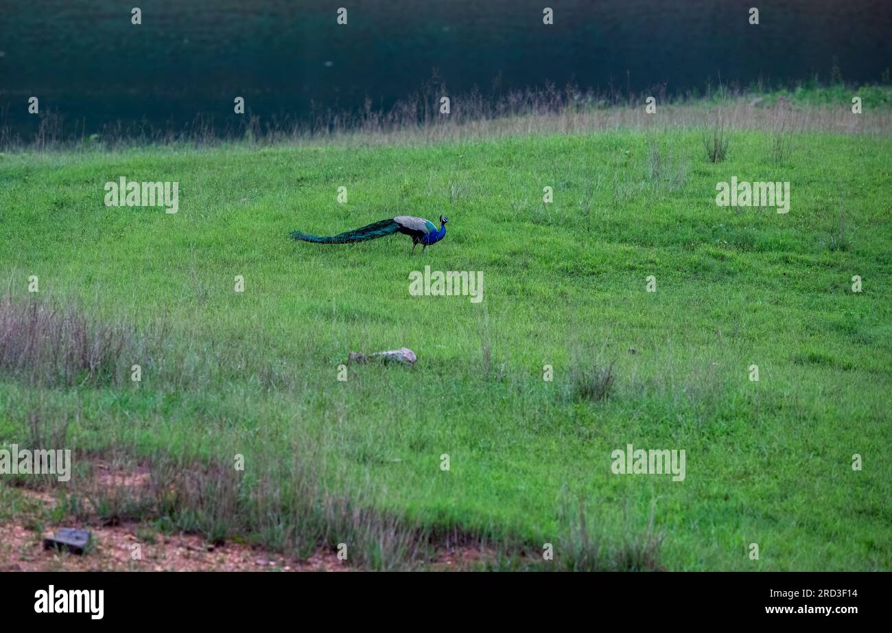 Exotic Elegance Unveiled: The Captivating Charms of India's Royal