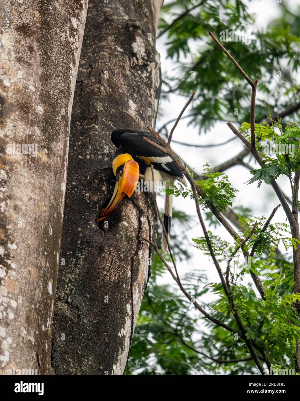 Explore the Enchanting Great Indian Hornbill: Nesting and Feeding 