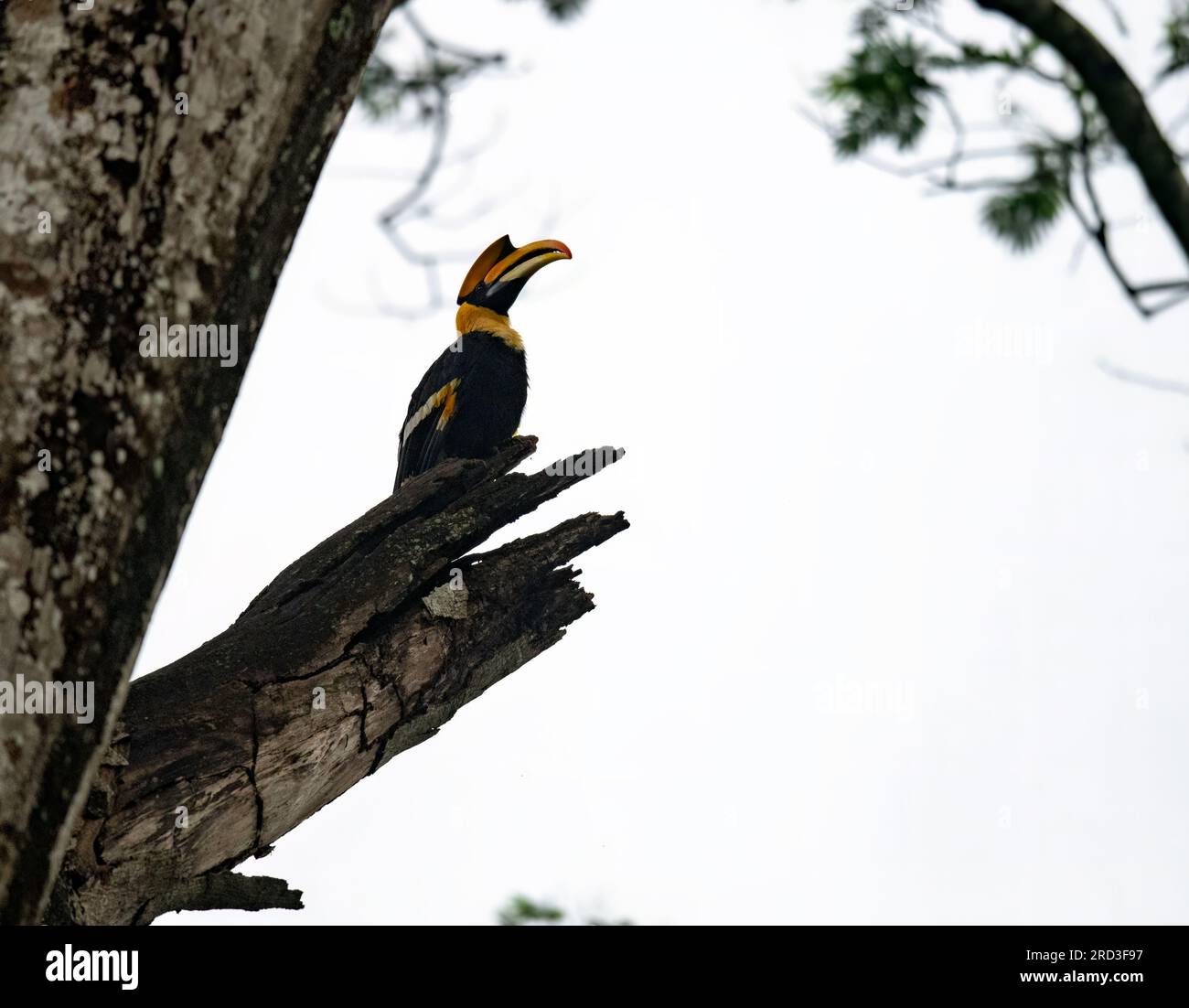 Explore the Enchanting Great Indian Hornbill: Nesting and Feeding 