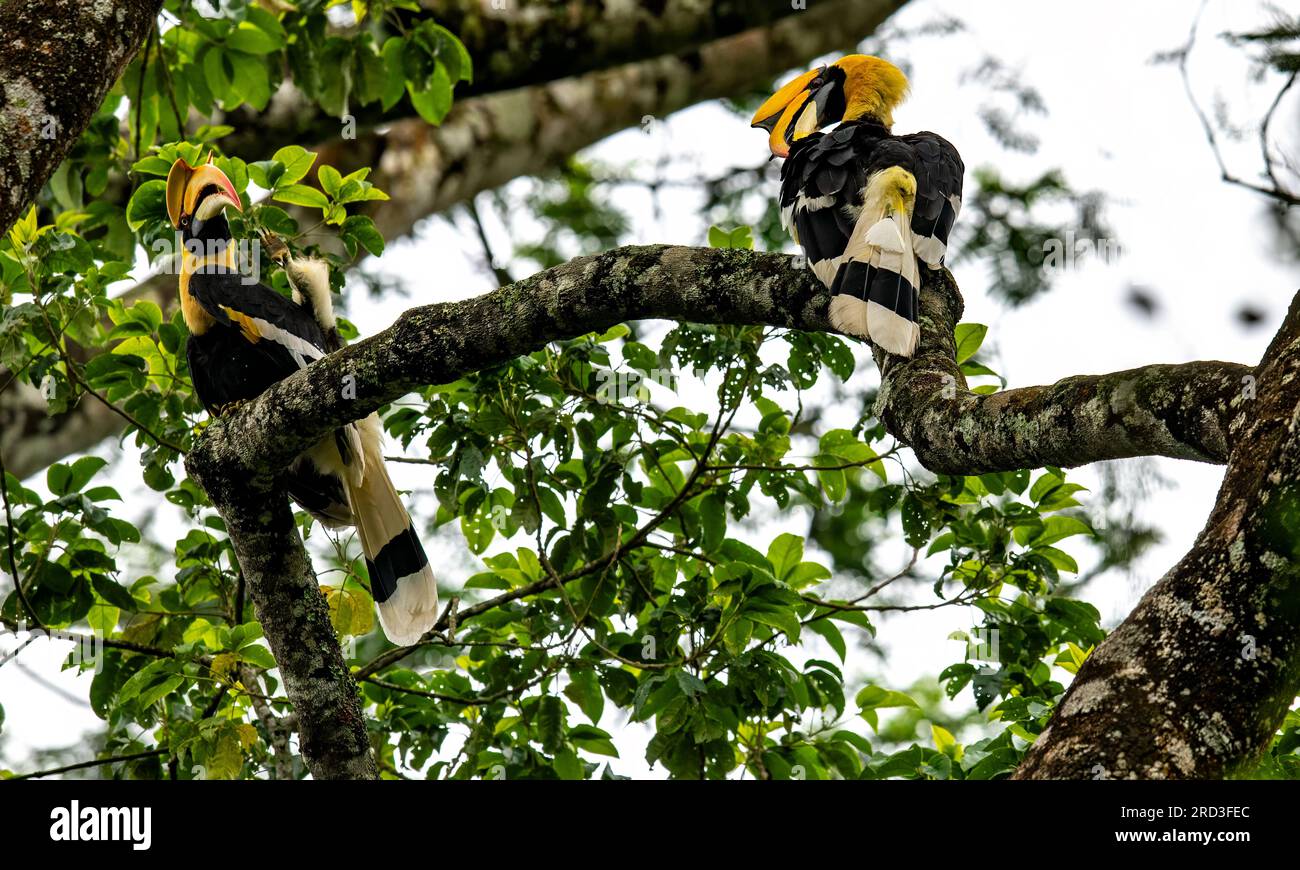 Explore the Enchanting Great Indian Hornbill: Nesting and Feeding Amidst Nelliampathi's Green Paradise Stock Photo
