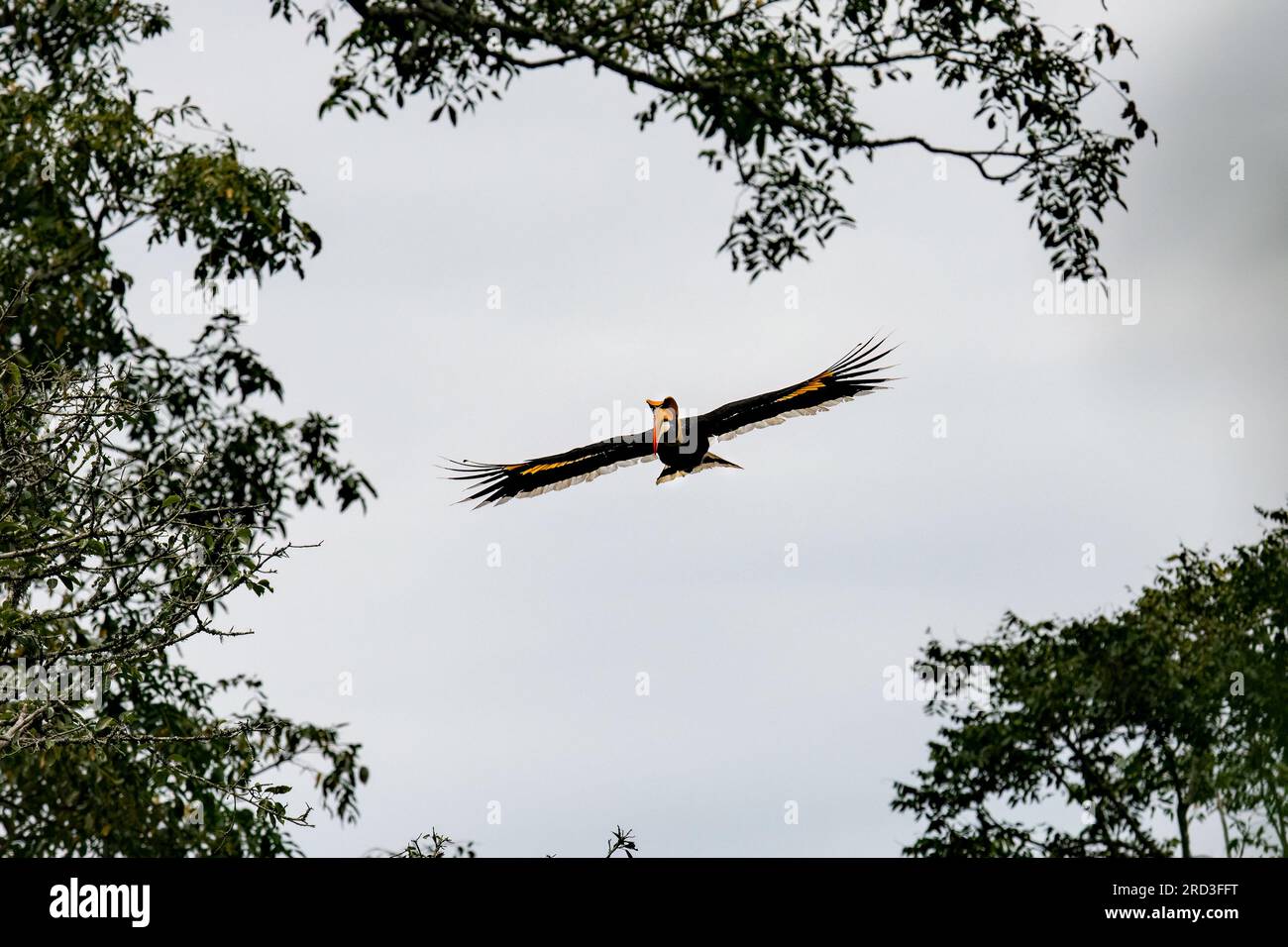 Explore the Enchanting Great Indian Hornbill: Nesting and Feeding Amidst Nelliampathi's Green Paradise Stock Photo