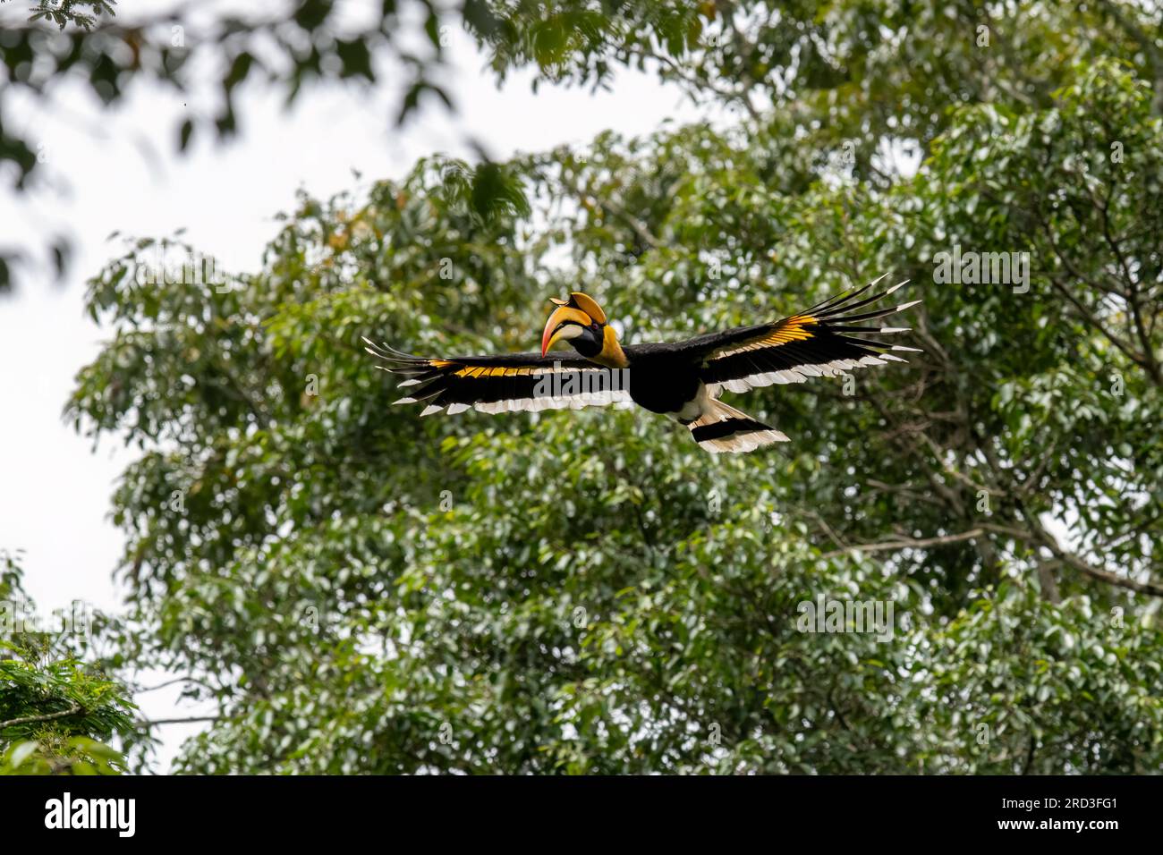 Explore the Enchanting Great Indian Hornbill: Nesting and Feeding Amidst Nelliampathi's Green Paradise Stock Photo