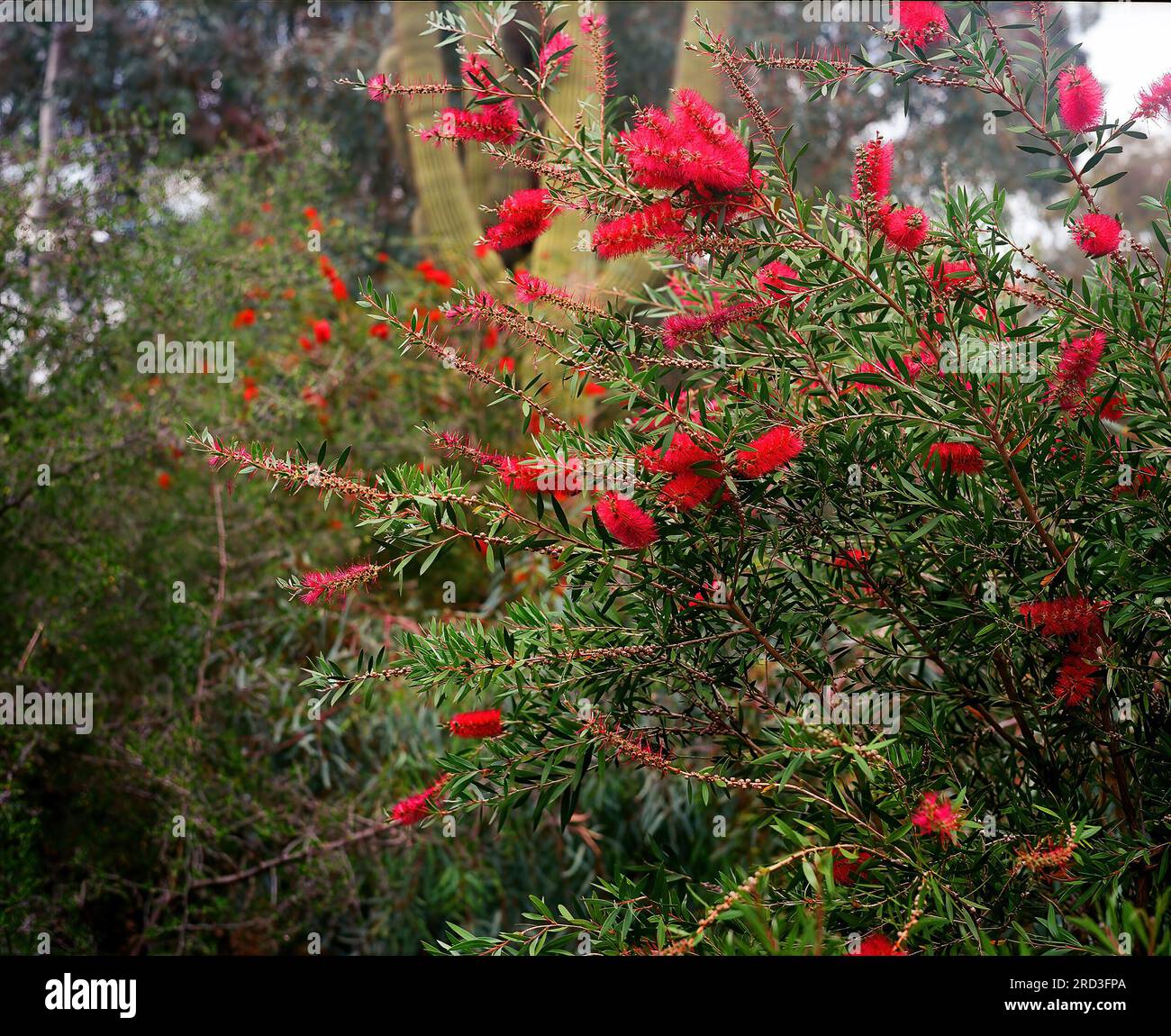 Red Bottle Brush Plant in an Arizona garden photographed on film Stock