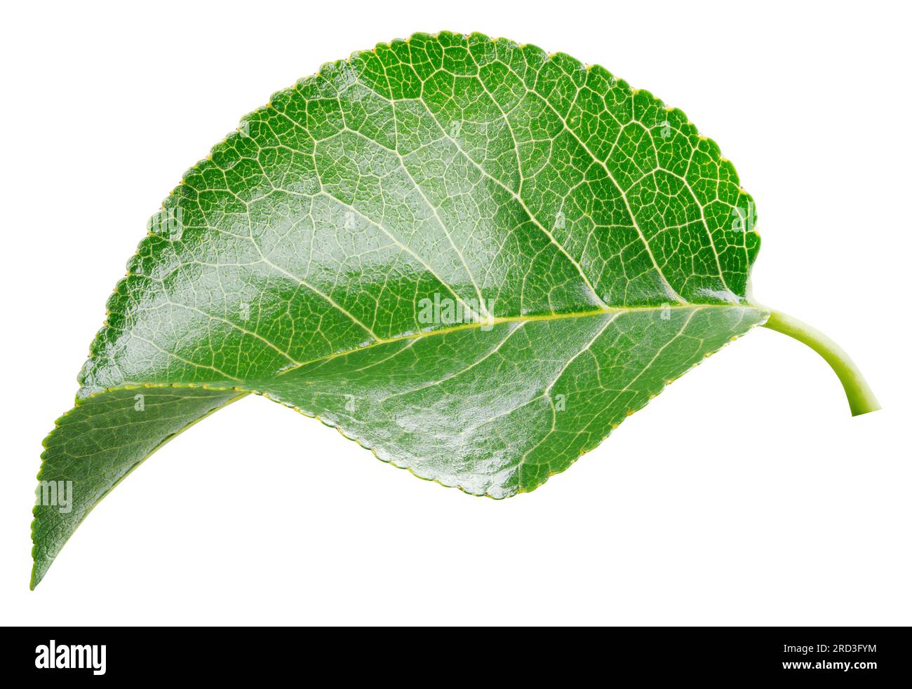 Apple leaf isolated on white background. Fruit green leaf with clipping path Stock Photo
