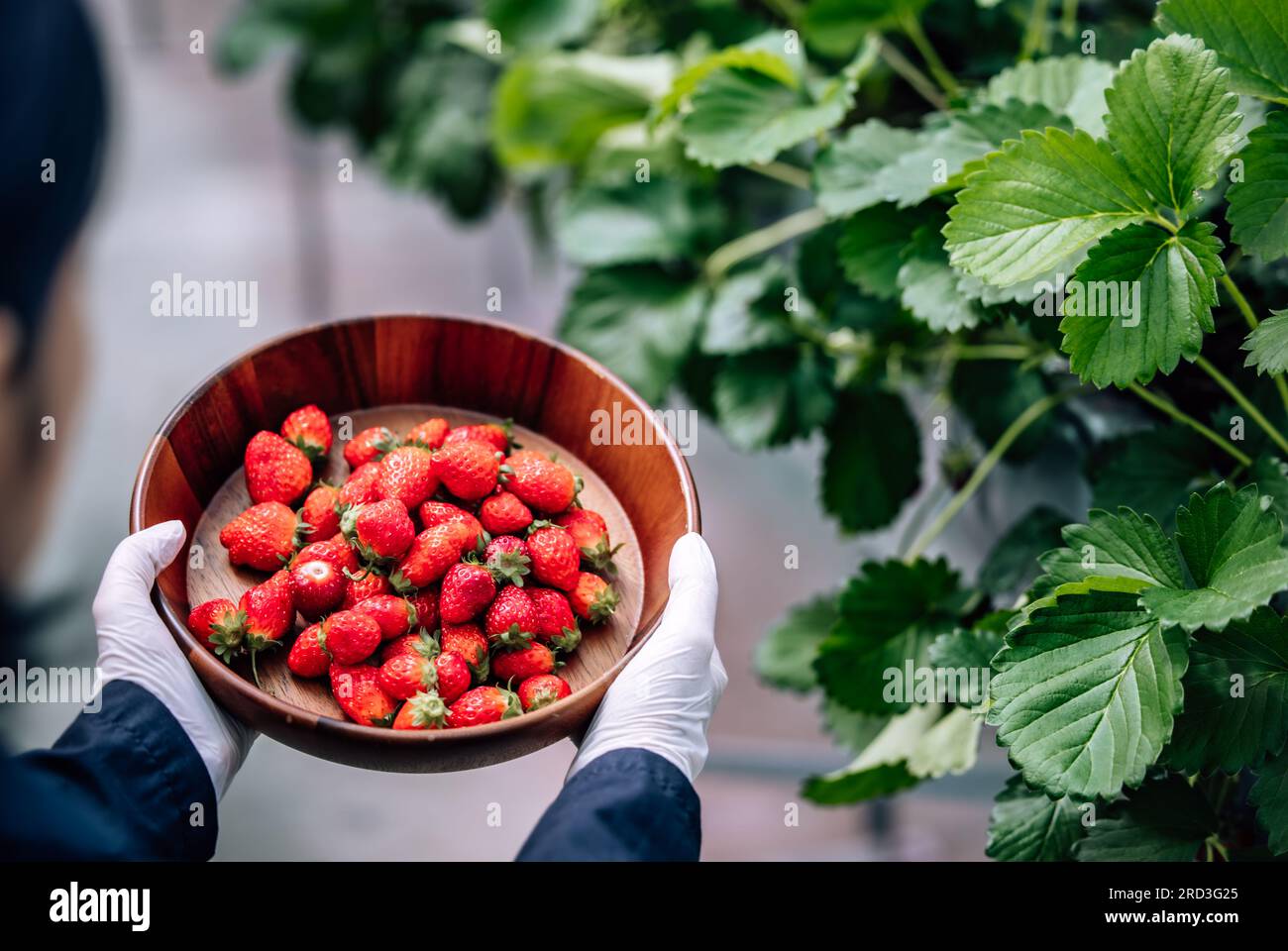 A revolutionary and advanced automated indoor strawberry farm delivers