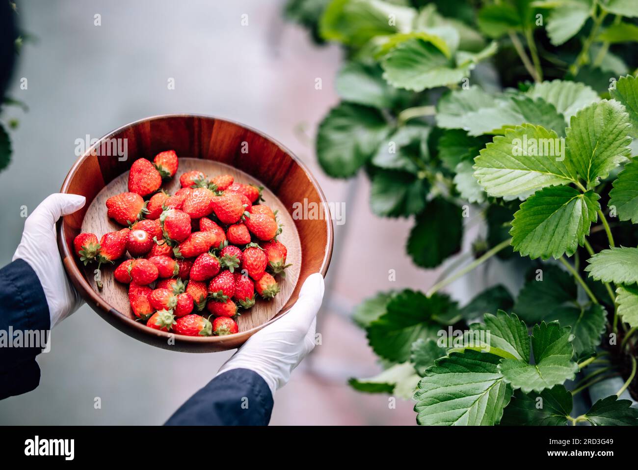 A revolutionary and advanced automated indoor strawberry farm delivers yearround high yields