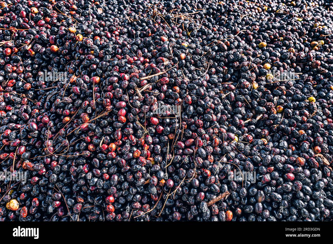 process of drying olives, showcasing the transformation from plump fruits to shriveled, dark delicacies. Stock Photo