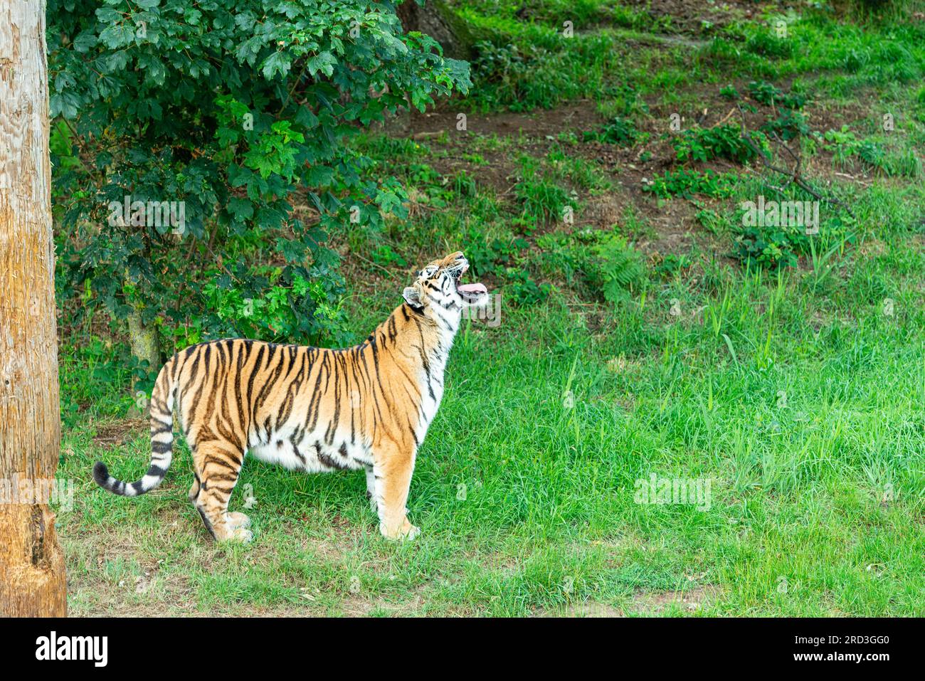 A tiger at Yorkshire Wildlife Park, Doncaster, South Yorkshire, UK ...