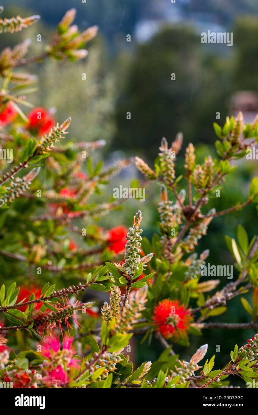 Red bottlebrush flower. Bottlebrush or Little John - Dwarf Callistemon. Selective focus, blurry background, close up. Copy space Stock Photo