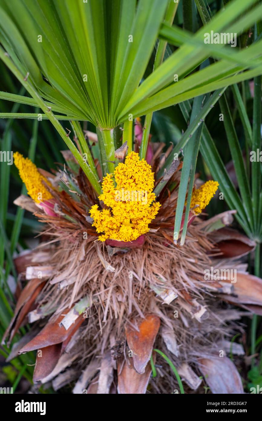 buy ponytail palm brisbane Ponytail Palm Plant – Buy Now! – Ladybird Nursery main image 0