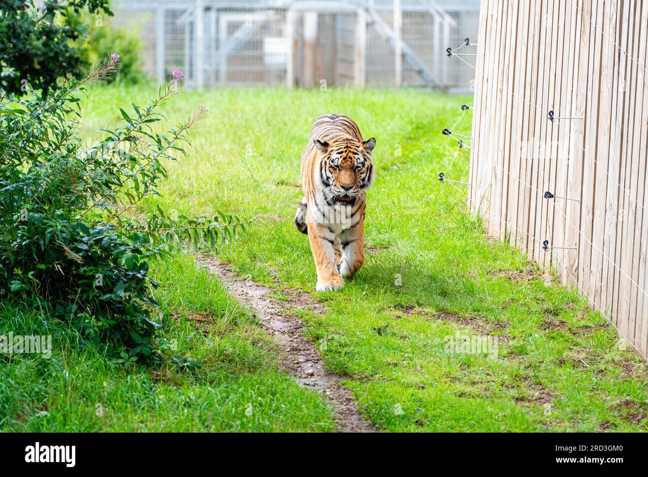 A tiger at Yorkshire Wildlife Park, Doncaster, South Yorkshire, UK ...