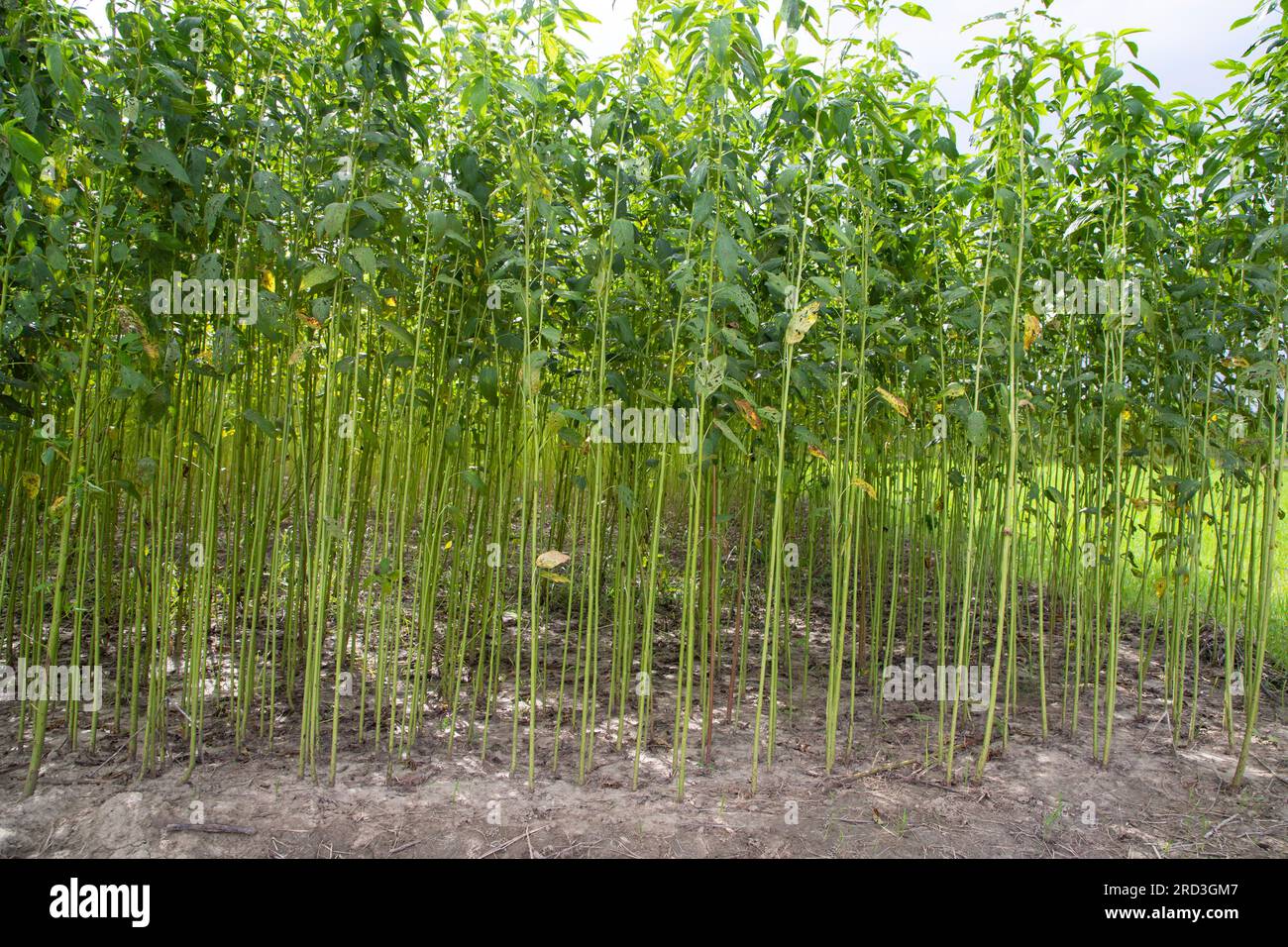 Jute Plant Field
