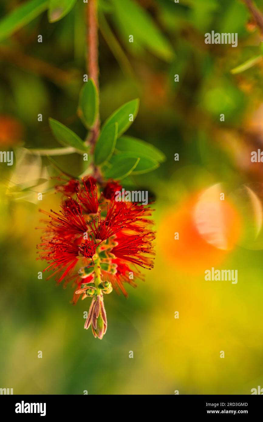 Red bottlebrush flower. Bottlebrush or Little John - Dwarf Callistemon. Selective focus, blurry background, close up. Copy space Stock Photo