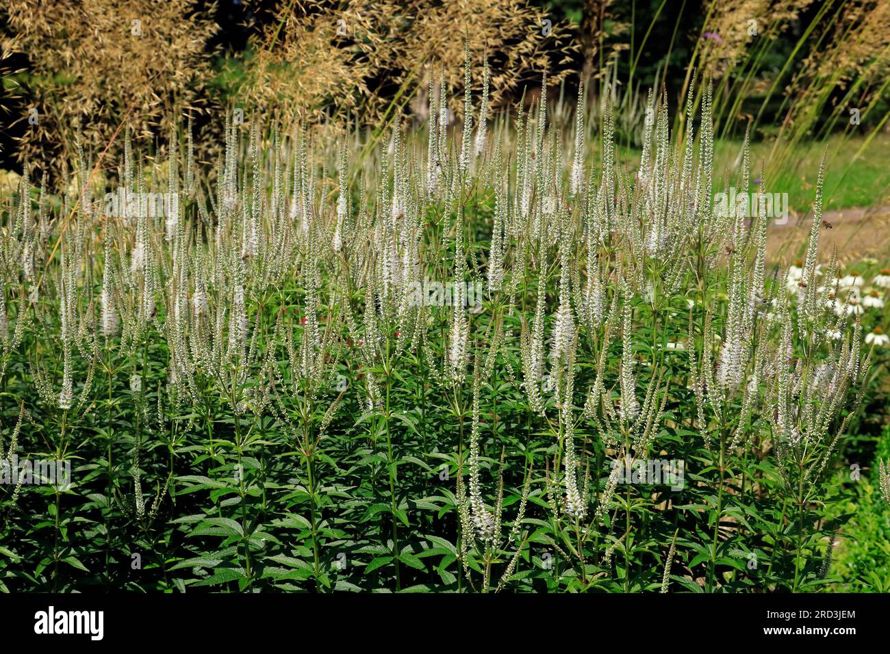 Tall upright plant hi-res stock photography and images - Alamy