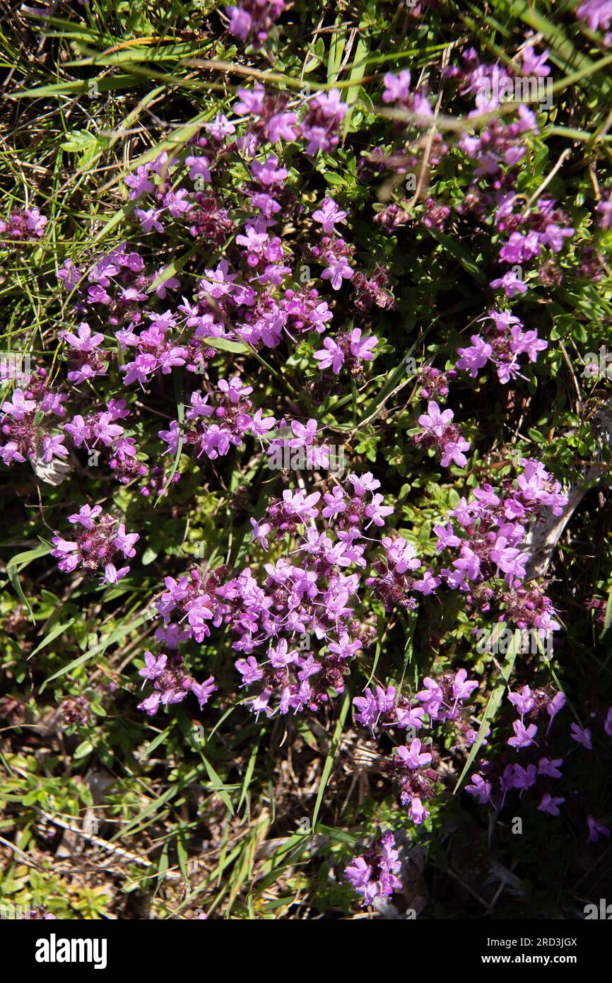Wild thyme, Thymus serpyllum, flowering in short downland grassland, malmkoping, sweden Stock Photo