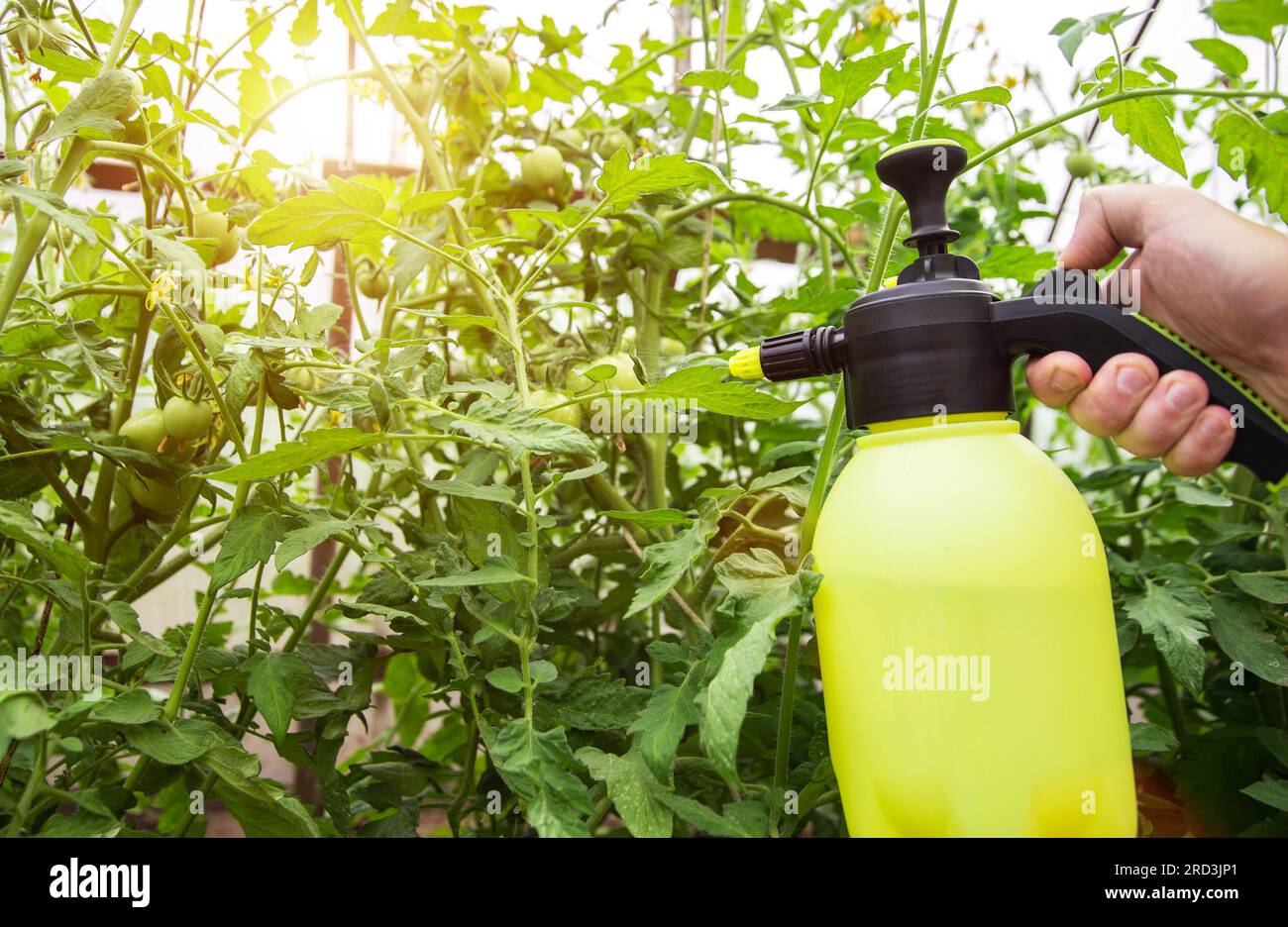 Spraying tomatoes with boric acid from late blight and parasites Stock