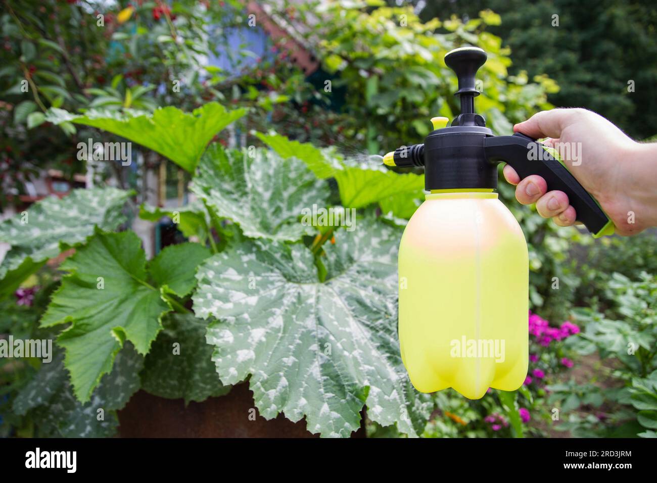 Spraying the leaves of zucchini and zucchini from pests. Spraying for the ovary of zucchini flowers. Stock Photo
