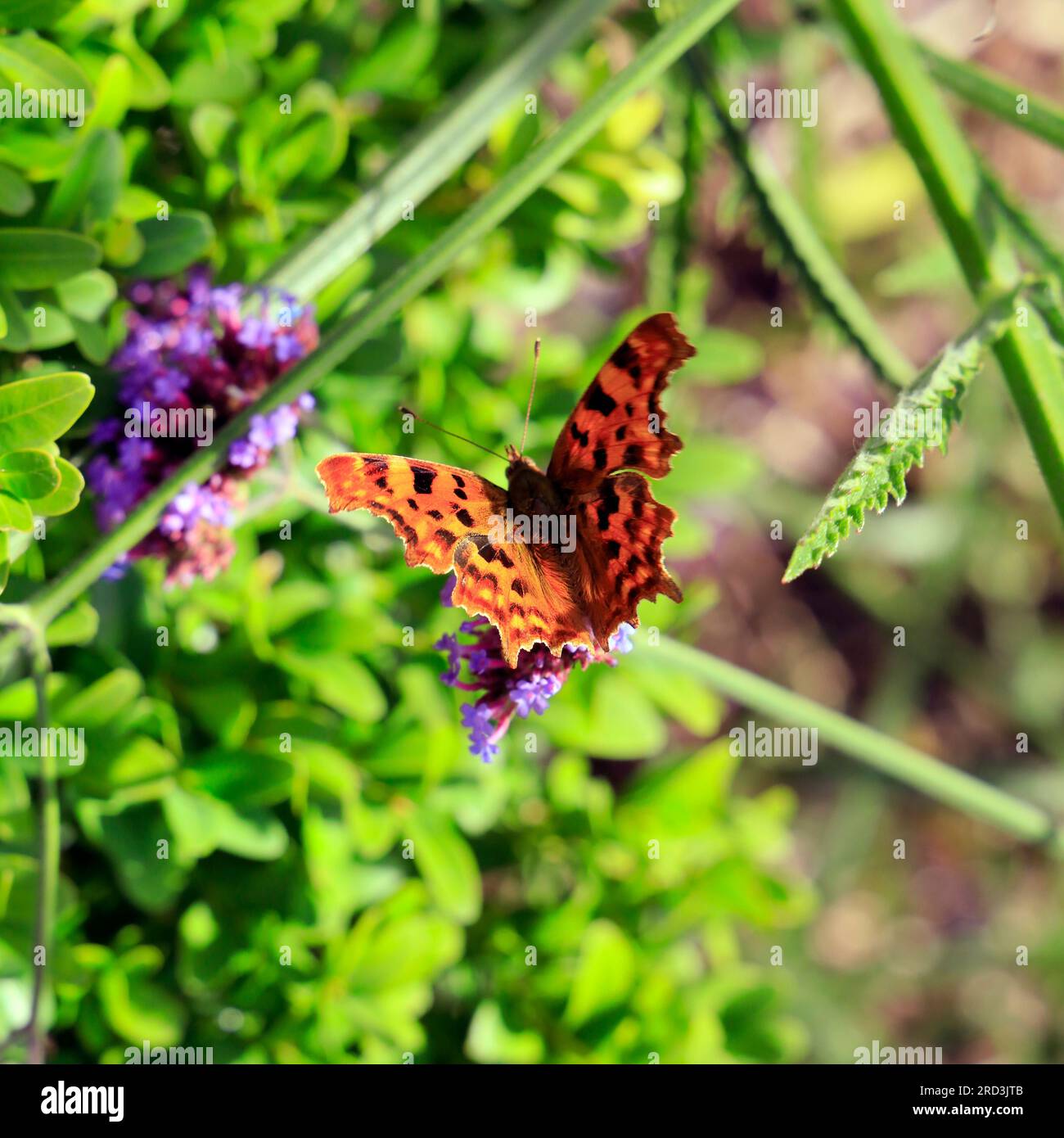 Comma Buttrfly Comma butterfly on a flower.Polygonia c-album. Taken 2023 Stock Photo ...