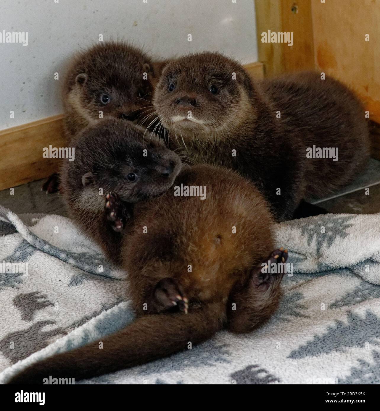 Eurasian Otter (Lutra lutra) Orphan cub in care hand reared. Stock Photo