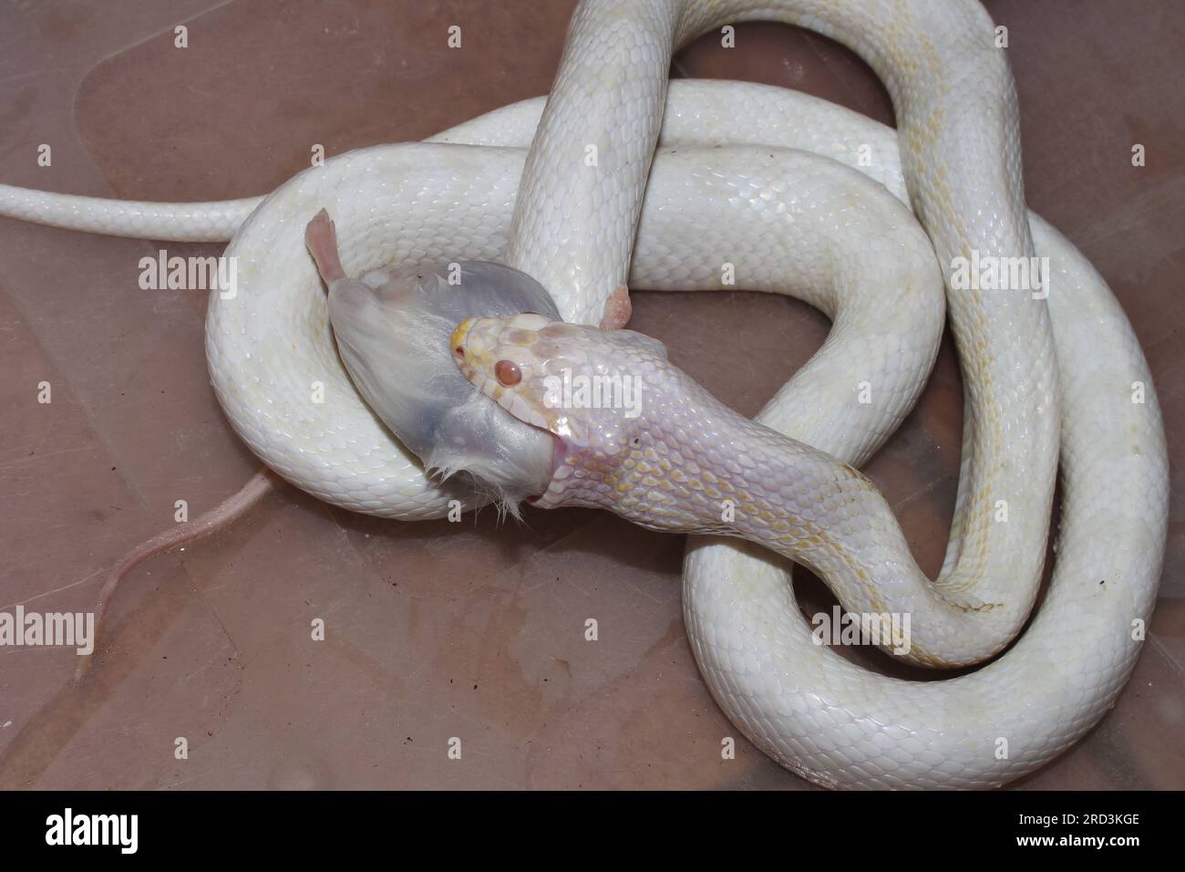 This is one of my Cornsnakes. Feeding dead mice Stock Photo Alamy