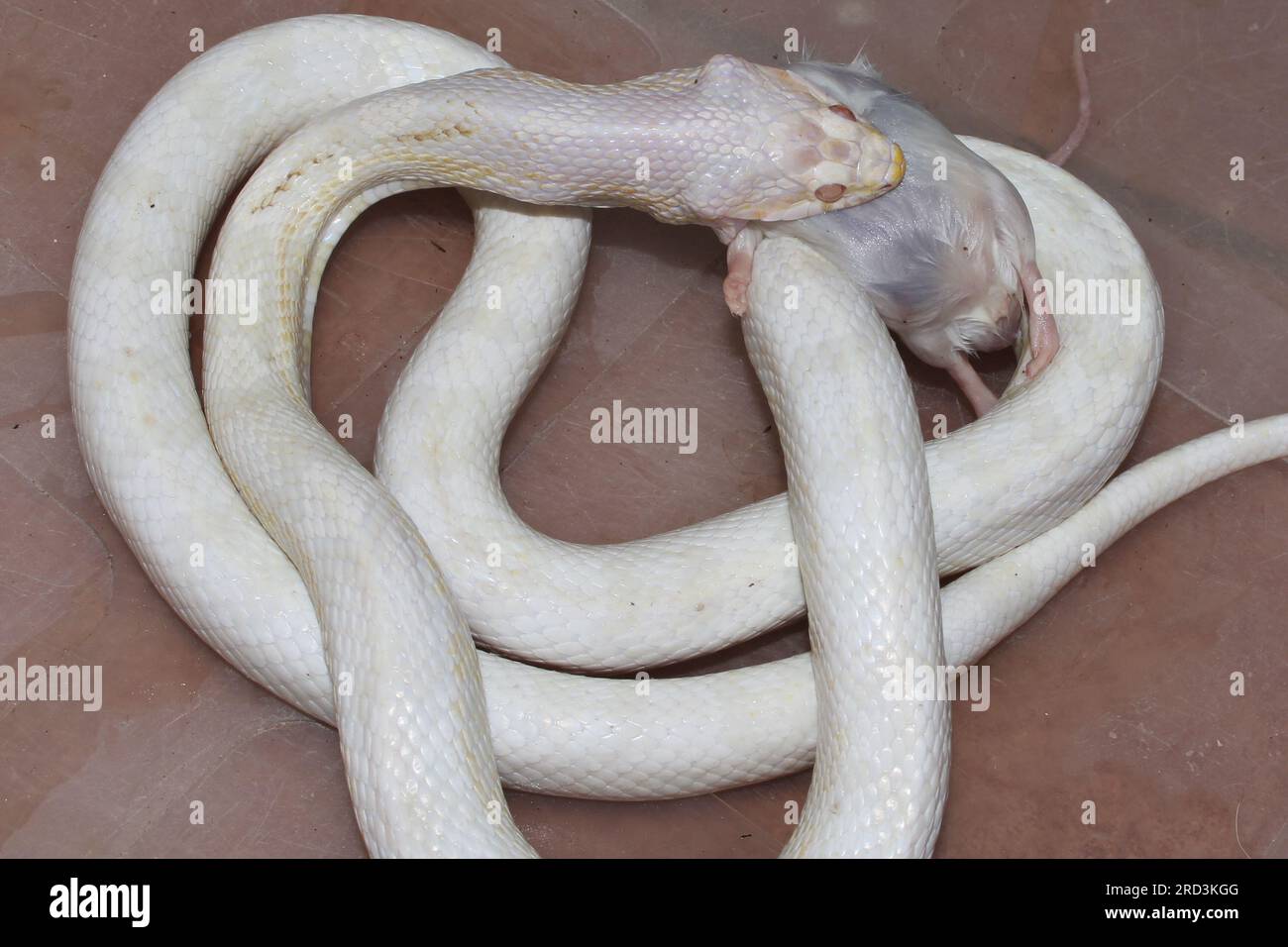 This is one of my Cornsnakes. Feeding dead mice Stock Photo - Alamy - Feeding Live Hopper Mice To Corn Snakes