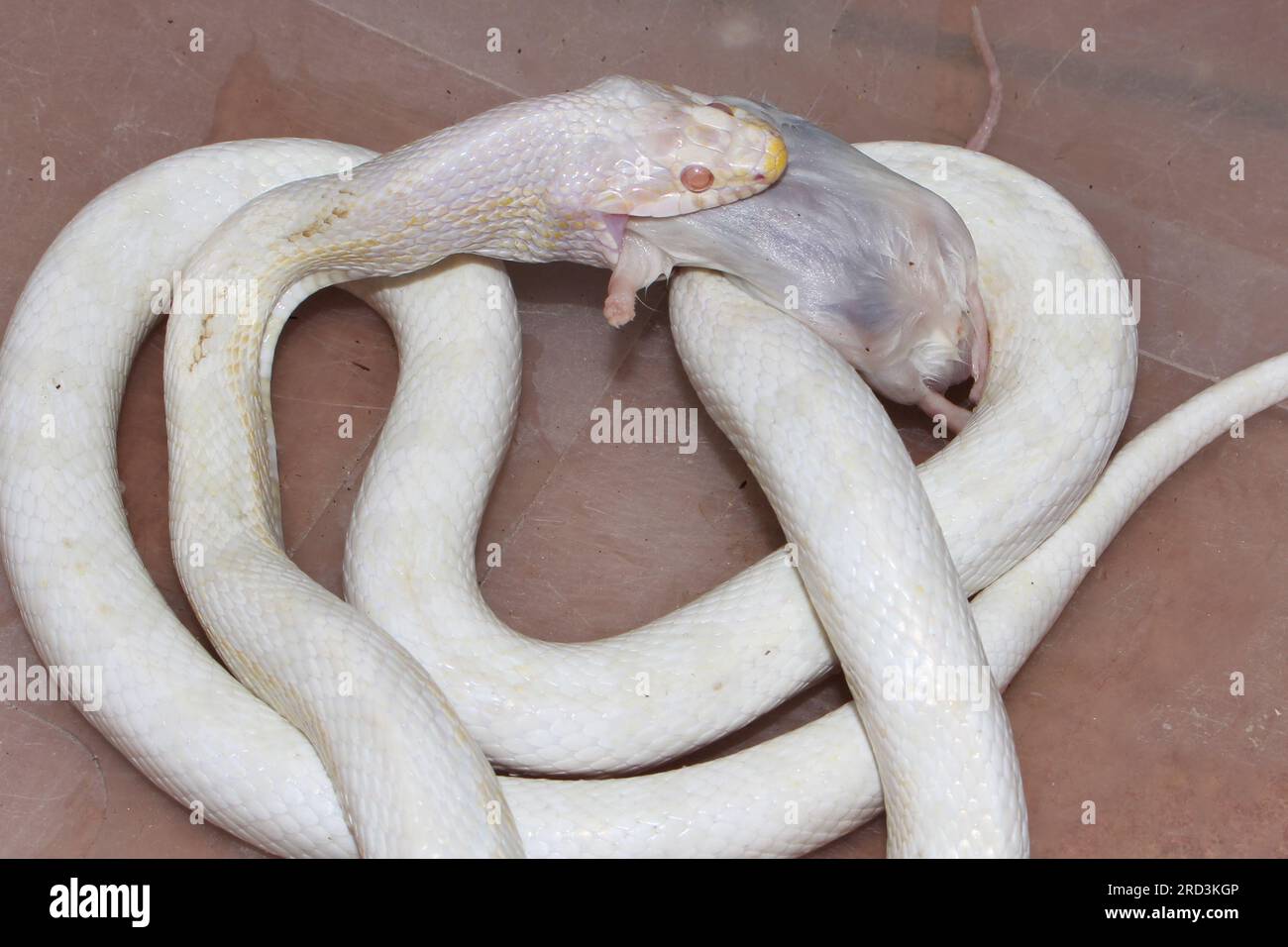 This is one of my Cornsnakes. Feeding dead mice Stock Photo Alamy