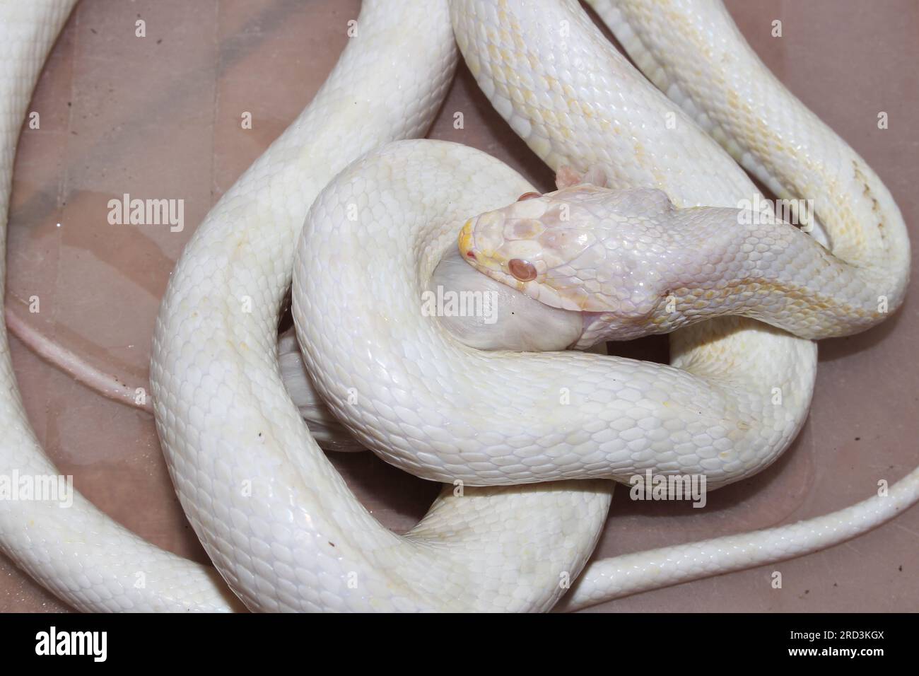 This is one of my Cornsnakes. Feeding dead mice Stock Photo - Alamy - Feeding Live Hopper Mice To Corn Snakes