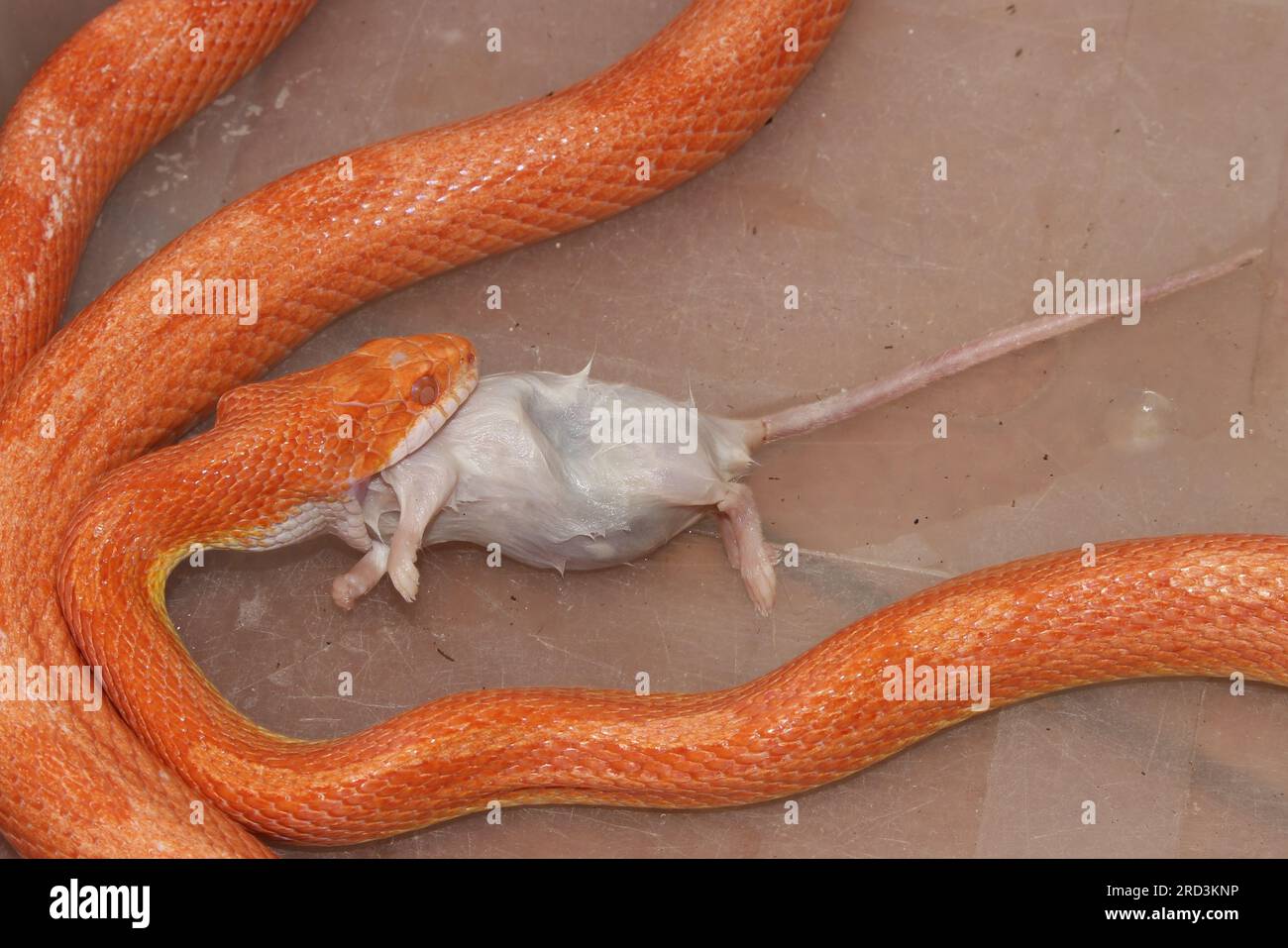 My Cornsnakes feed with dead mice / Kornnatter bei der Fütterung mit