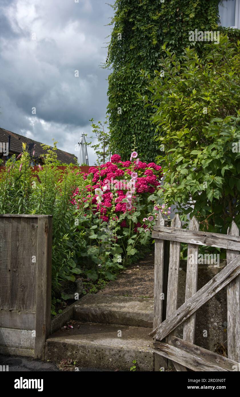 Garden fence with hollyhocks hi-res stock photography and images - Alamy