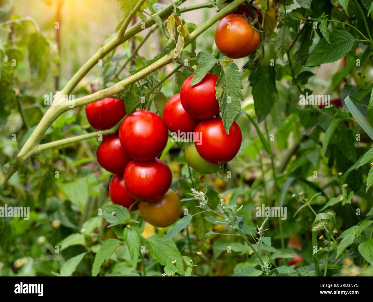 A large branch of red ripe tomatoes grown in the garden in summer ...