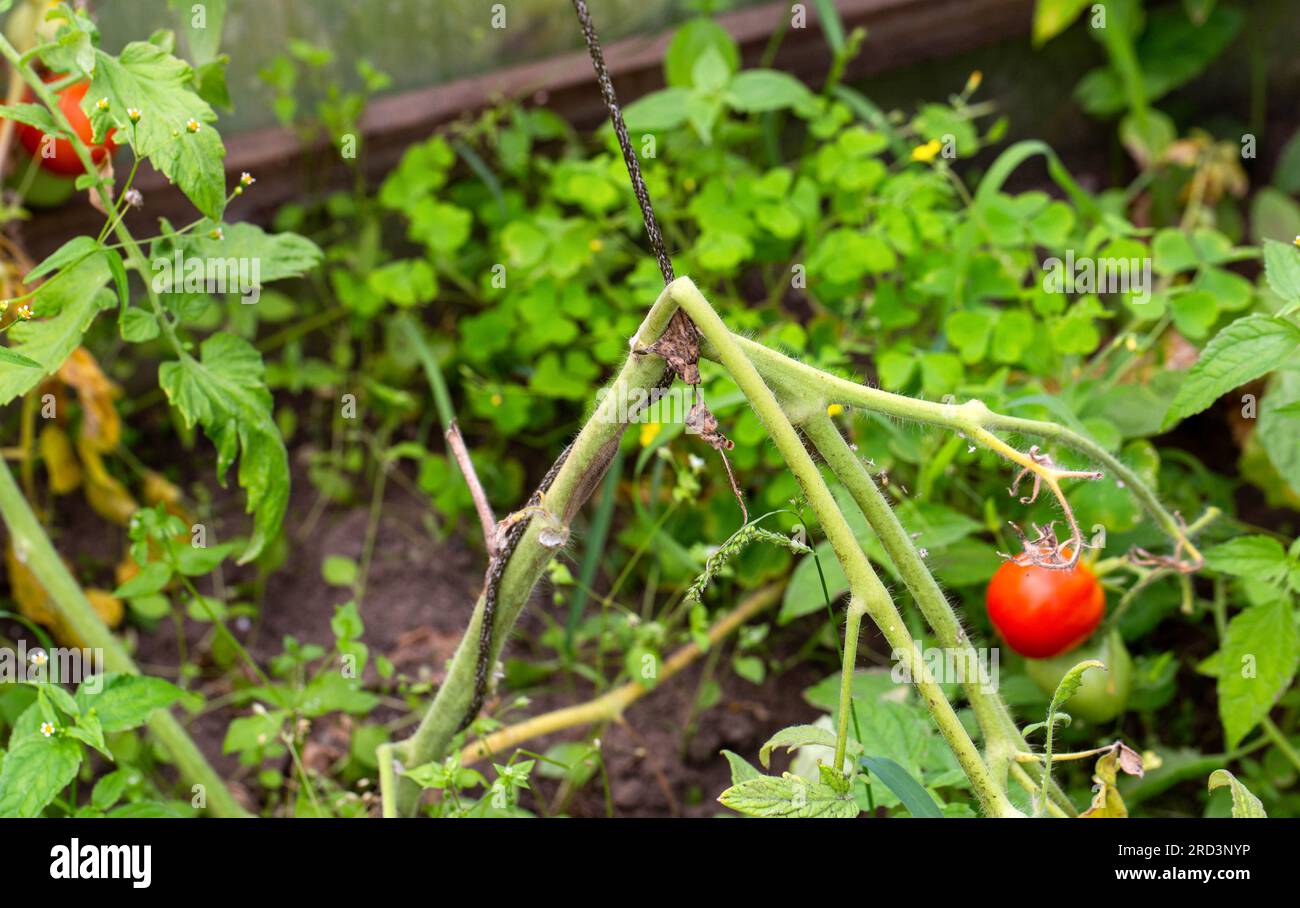 Broken stem and improper care of tomato plants. Disease Alternariosis