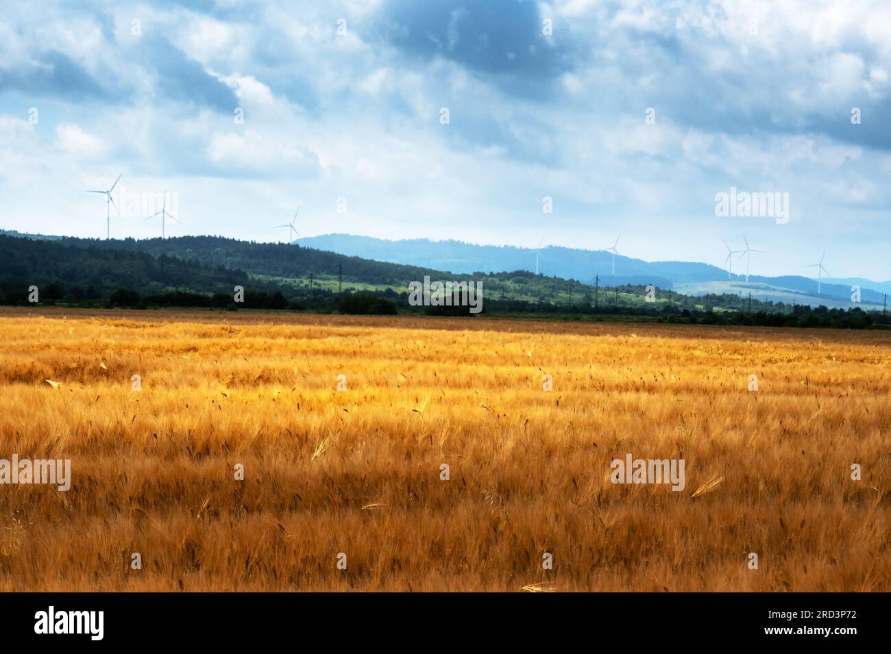 Ripe barley field infront blue sky with fluffy clouds. Wind turbines on background. Industrial and agricultural landscape. Ukraine, Europe Stock Photo