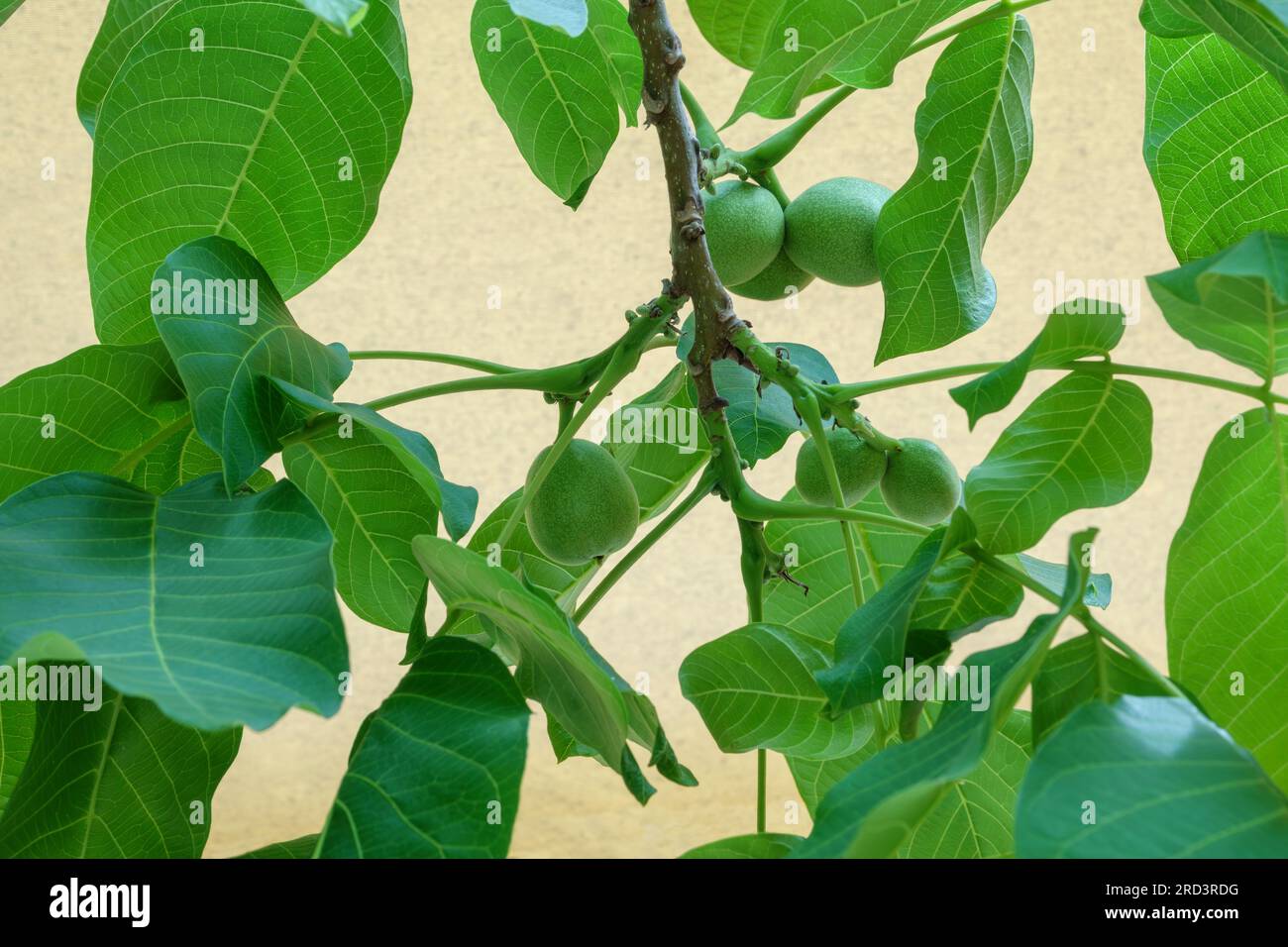 Flora of Kefalonia, Greece, close up of a walnut tree in springtime with young unripe fruit Stock Photo