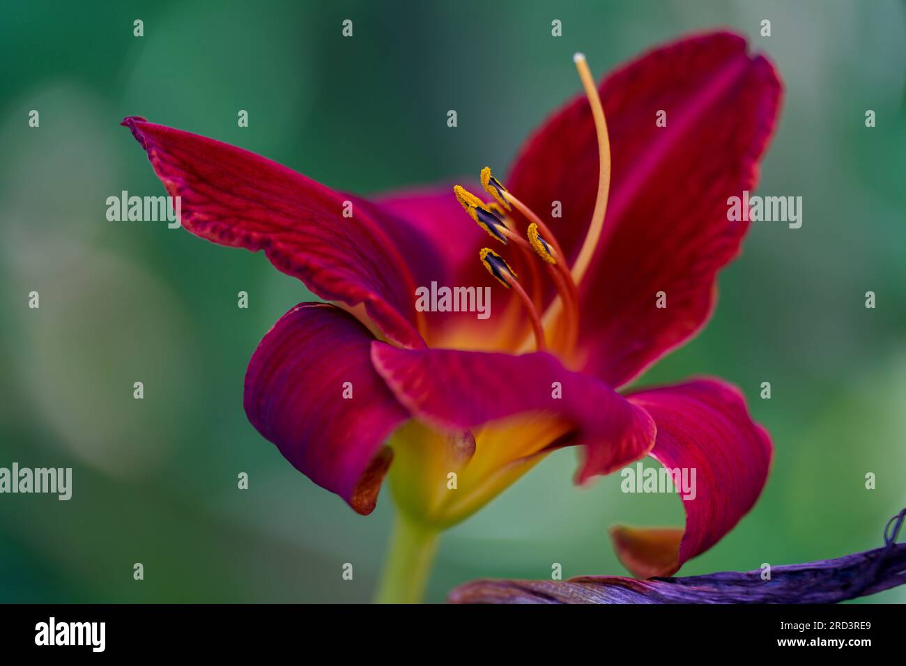 Lush,colorful vivid day lily flower close up Stock Photo