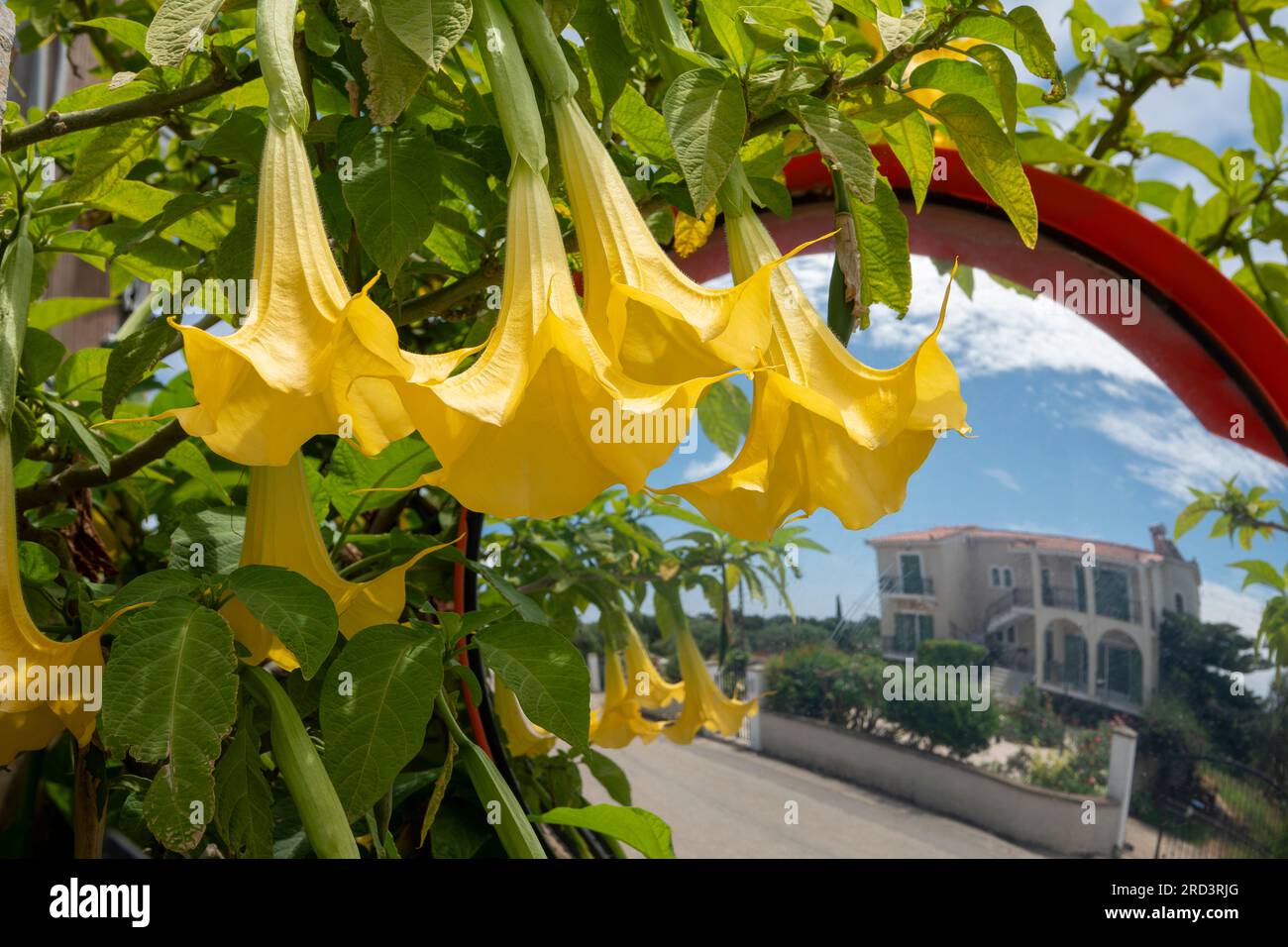 Flora of Kefalonia, Greece, yellow brugmansia suaveolens in springtime reflected in a roadside access warning mirror in a circular red frame Stock Photo
